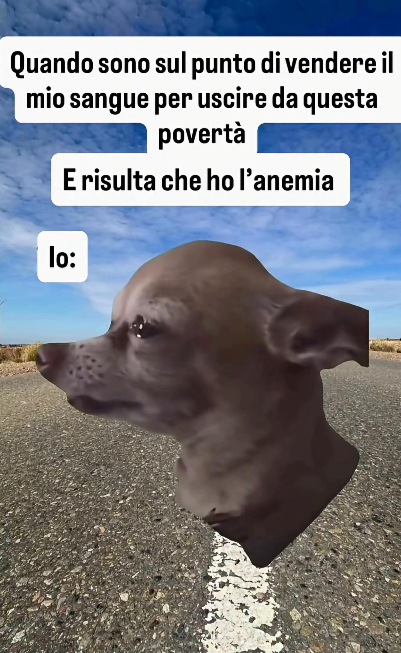 @🎀ROSA🎀
