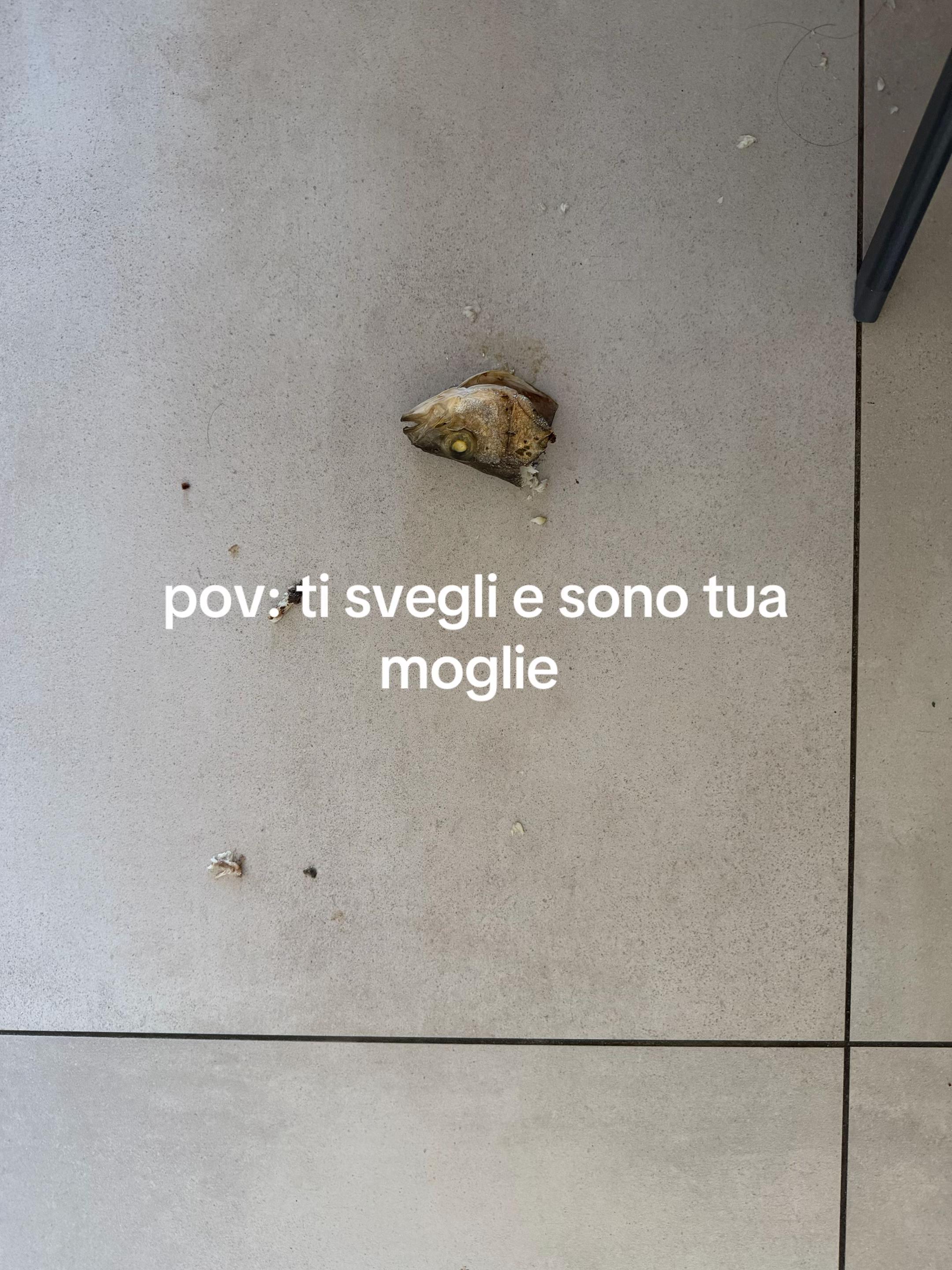 @giorgiamodicaa