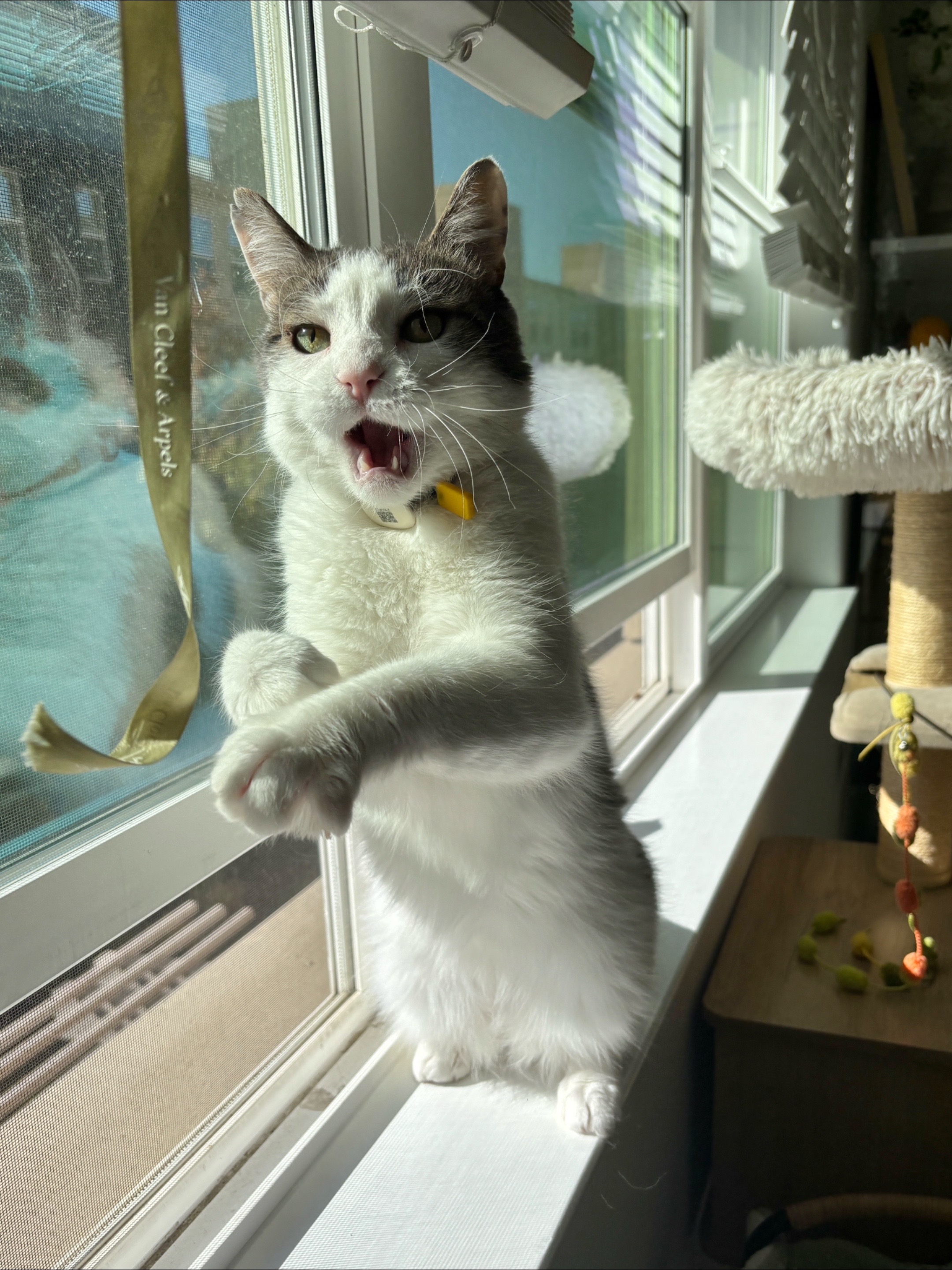 @Mimi Wawa Meow