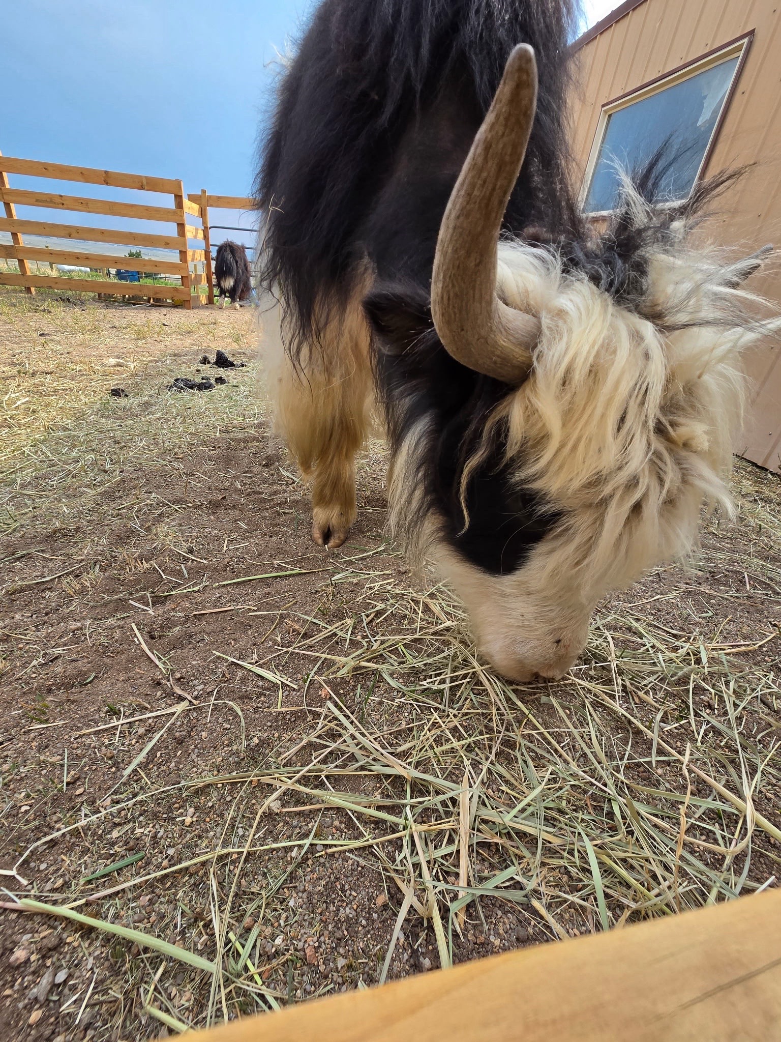 @Yakety Yak Ranch