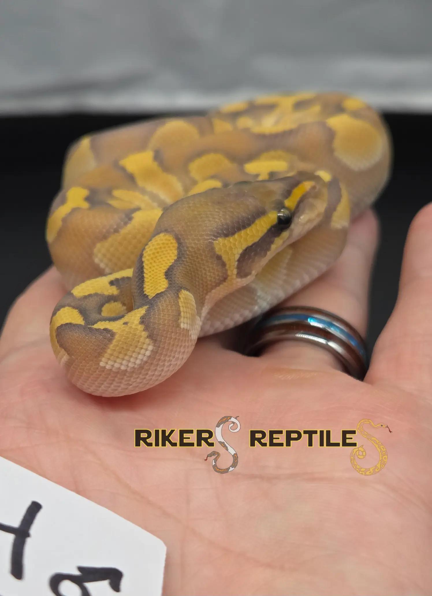 @Rikers Reptiles