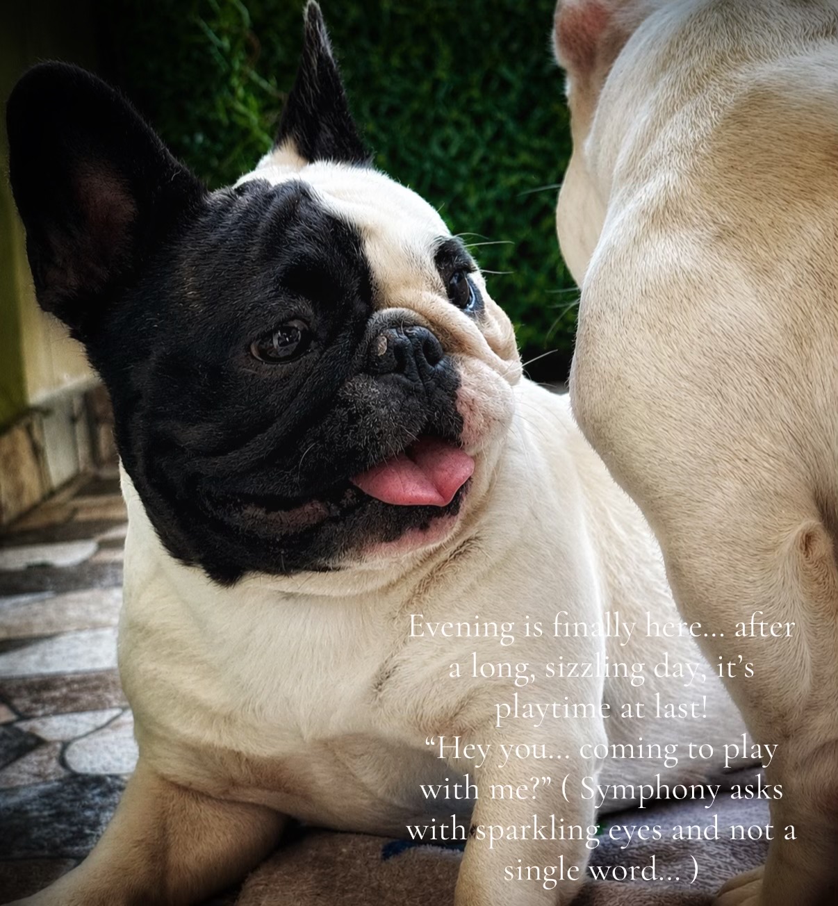 @Bosphorus Bulls French Bulldog