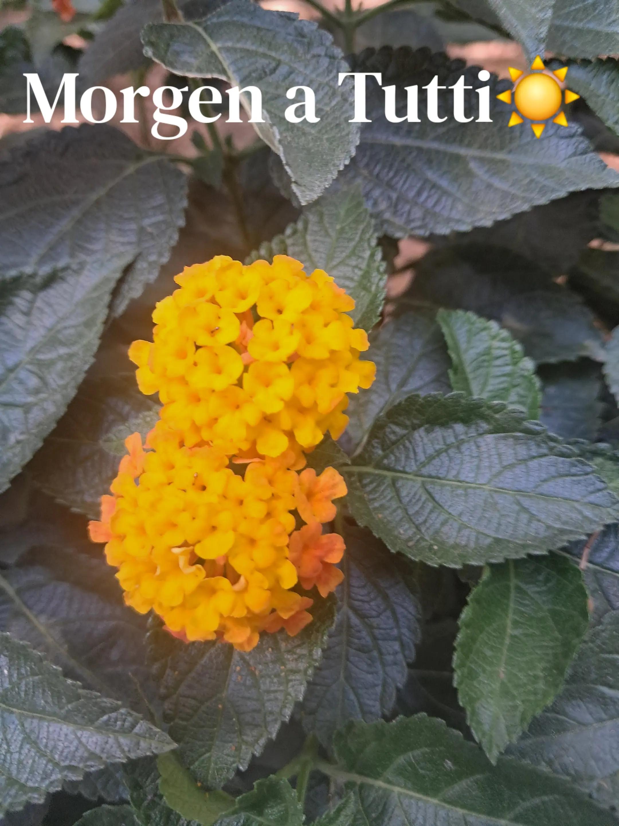 @rosa.esposito82