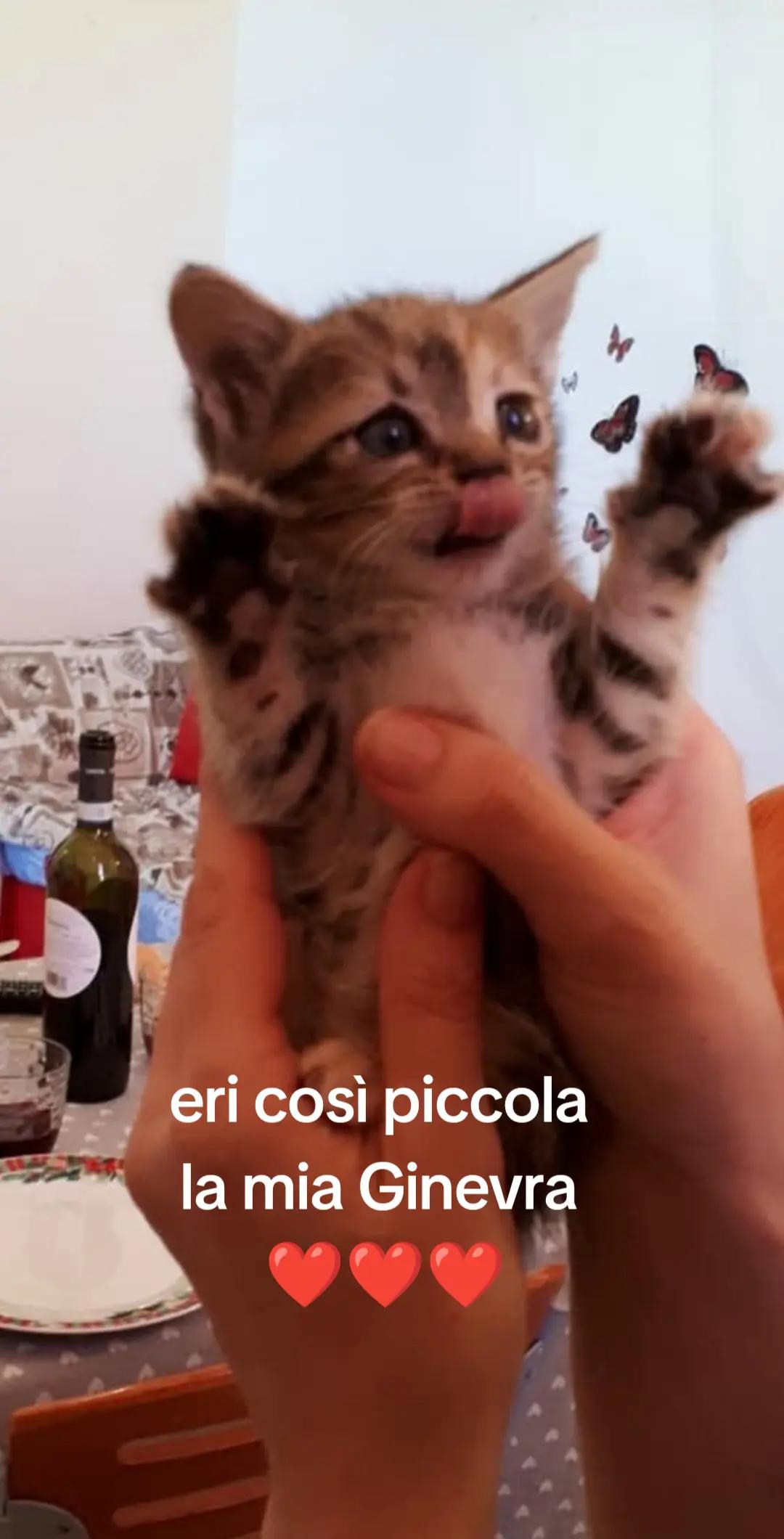 @🖤Lupa🖤