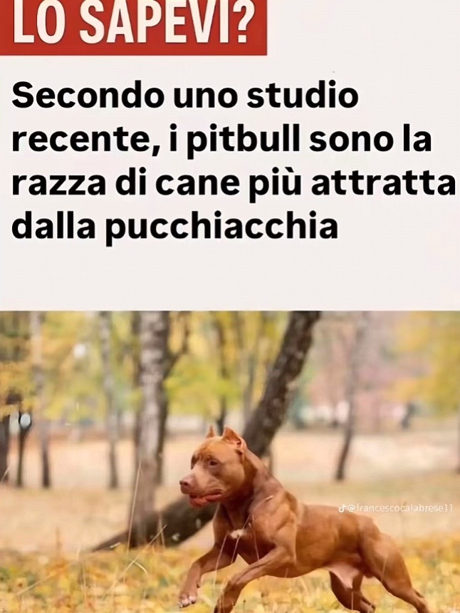 @il bandito di montesilvano
