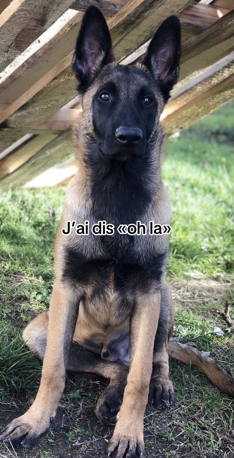 @Rios le malinois 🐕