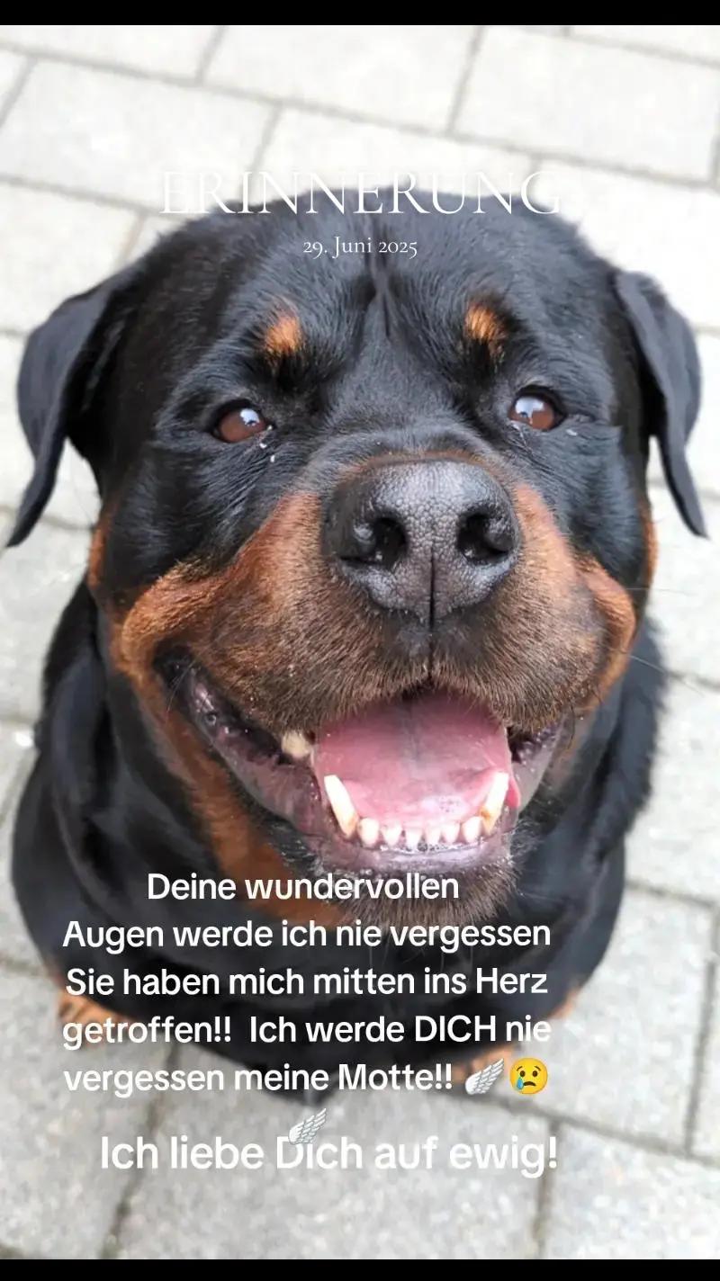 @Nicole❤️Schröder🖤Kowalski ❤️