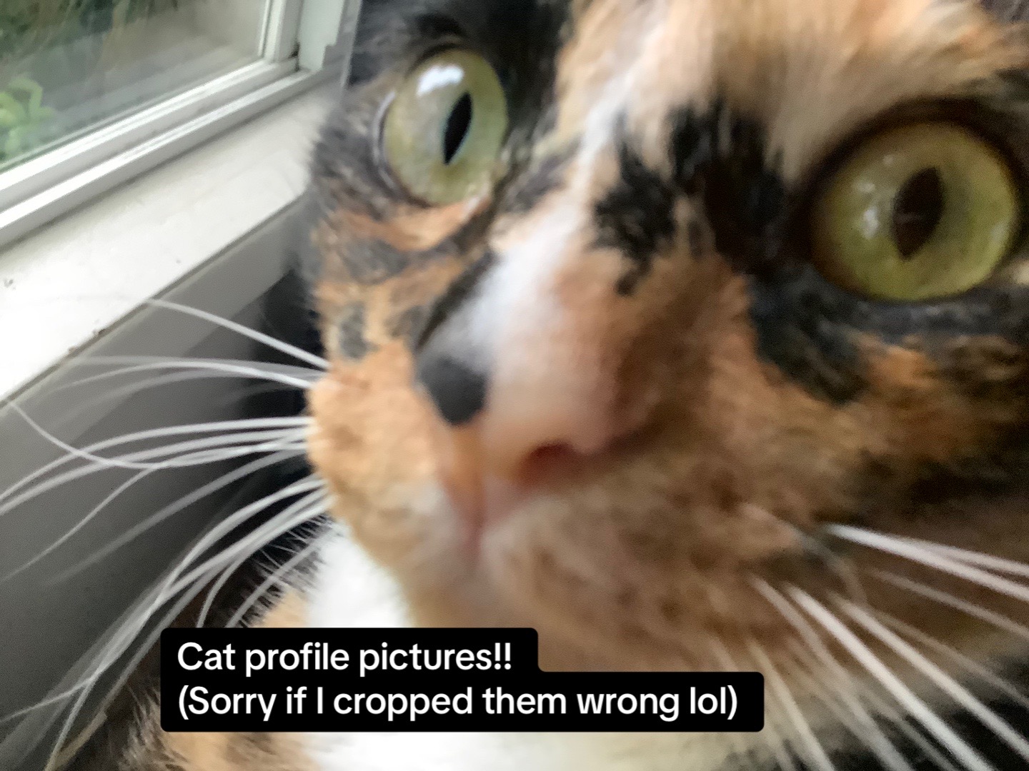 @🐾🐈🖤🤍🧡