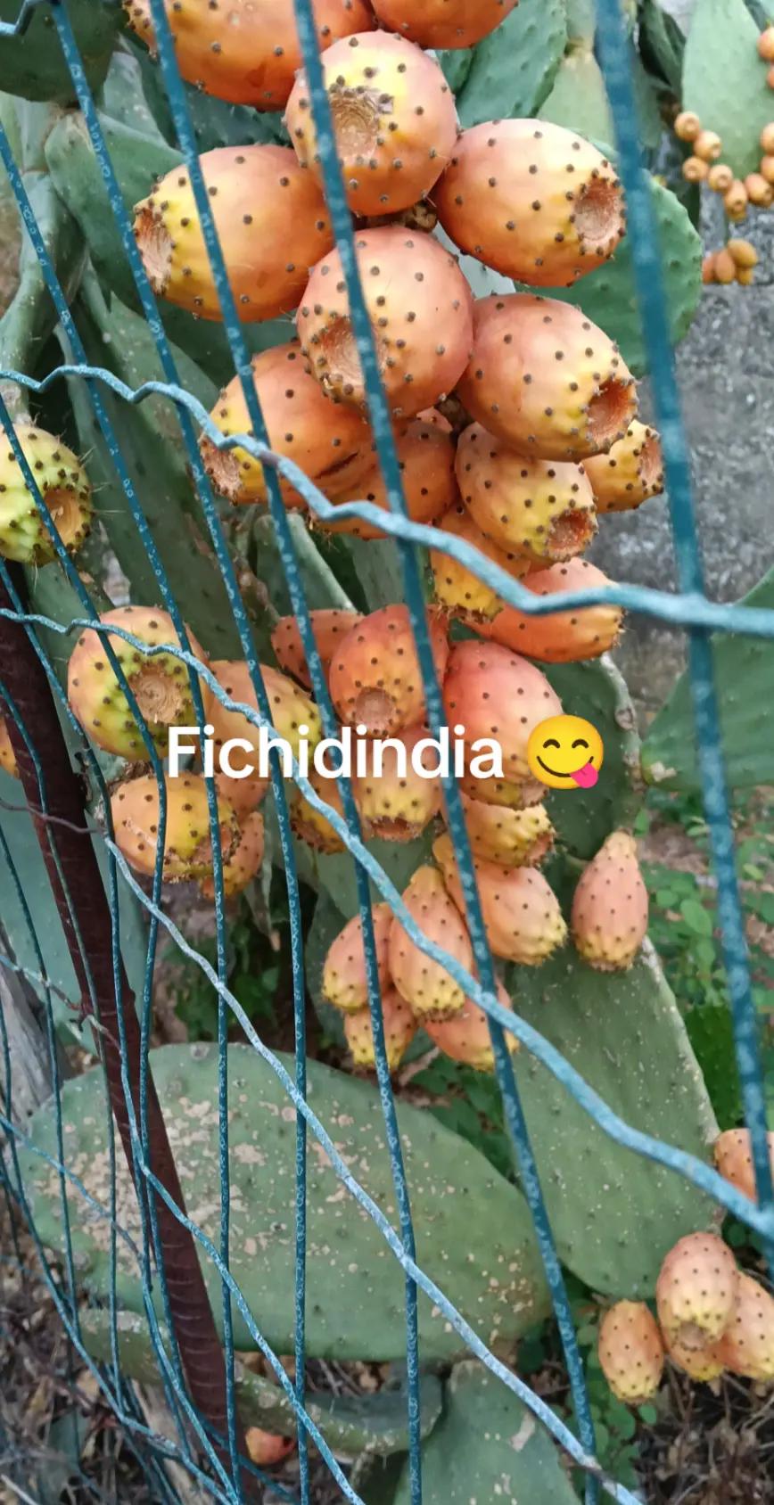 @Ninoilcamionistasiciliano🚛