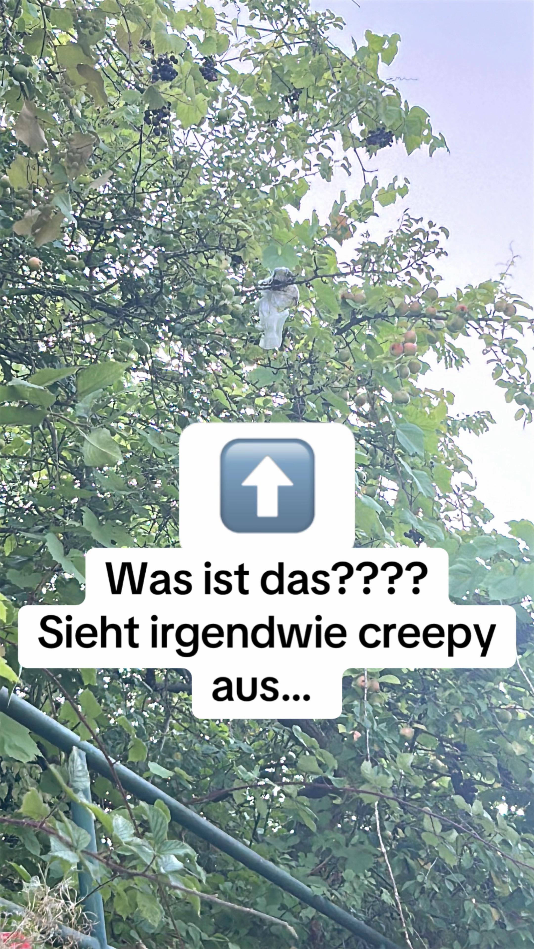 @caroStar