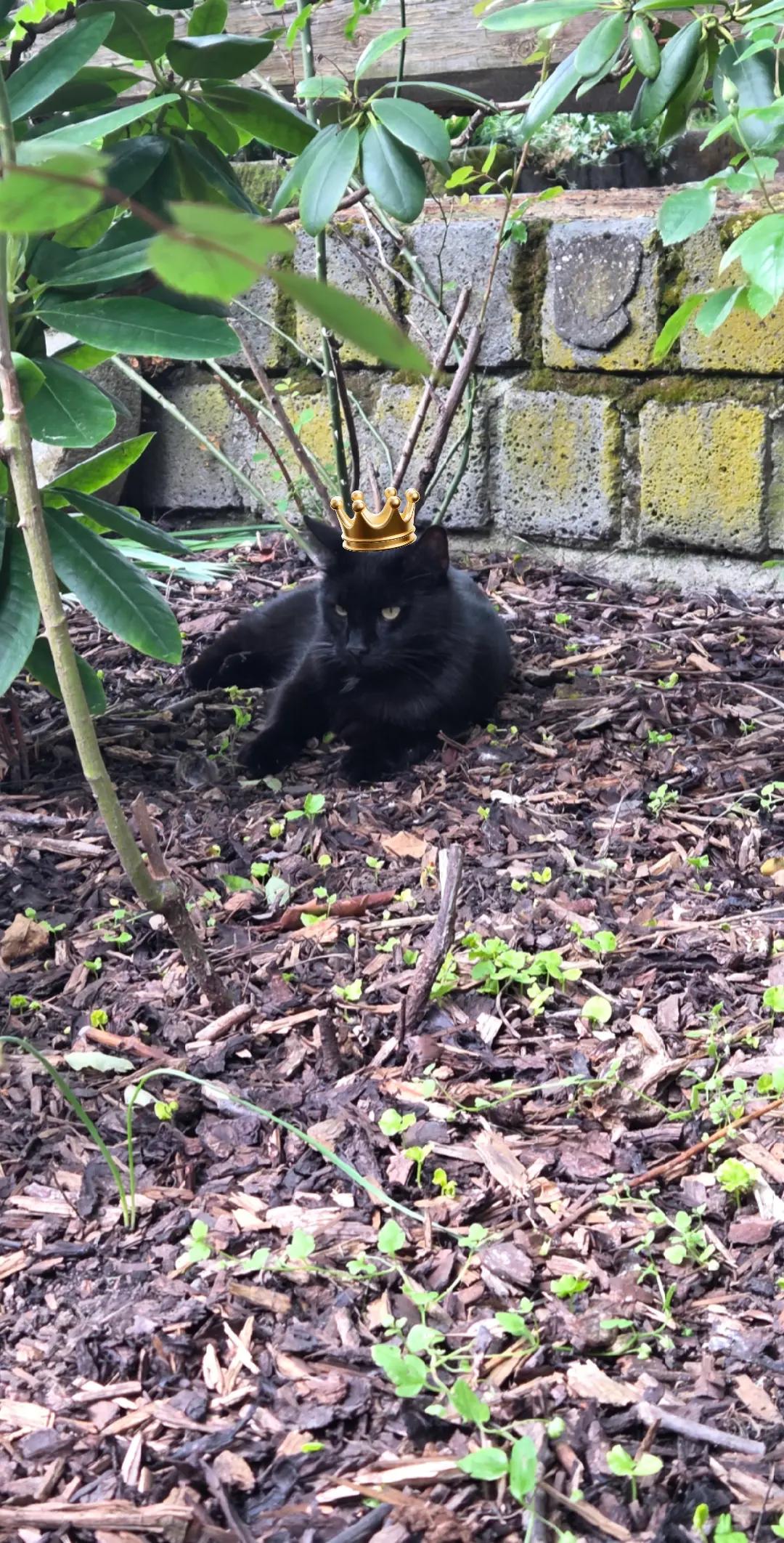@👑😼Malia Die Königin😼👑