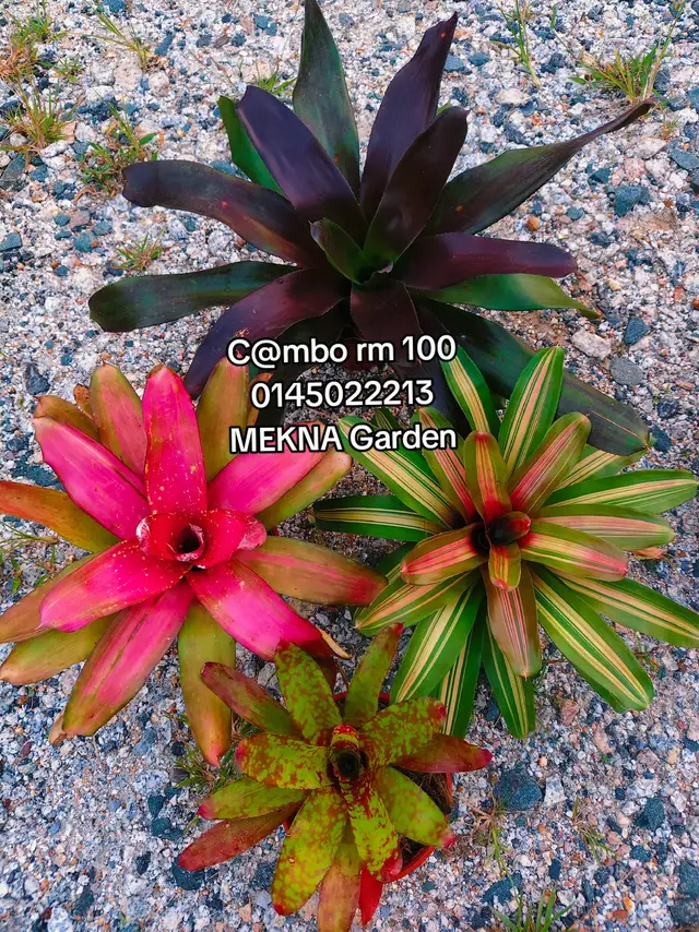 @MEKNA Garden