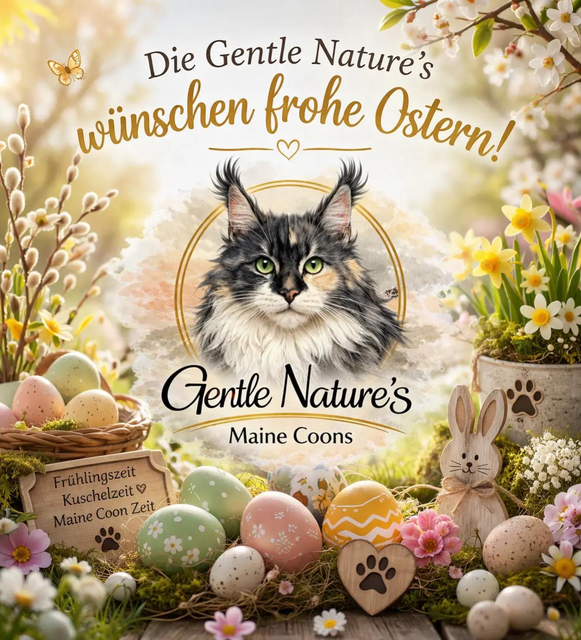 @Gentle Nature's Maine Coon