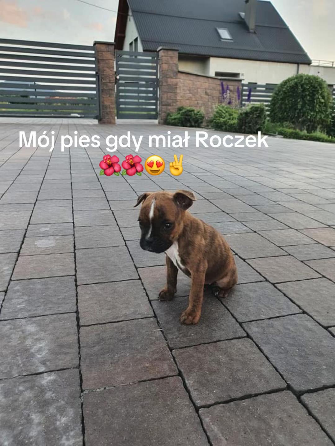 @🐢kocham żółwie🐢