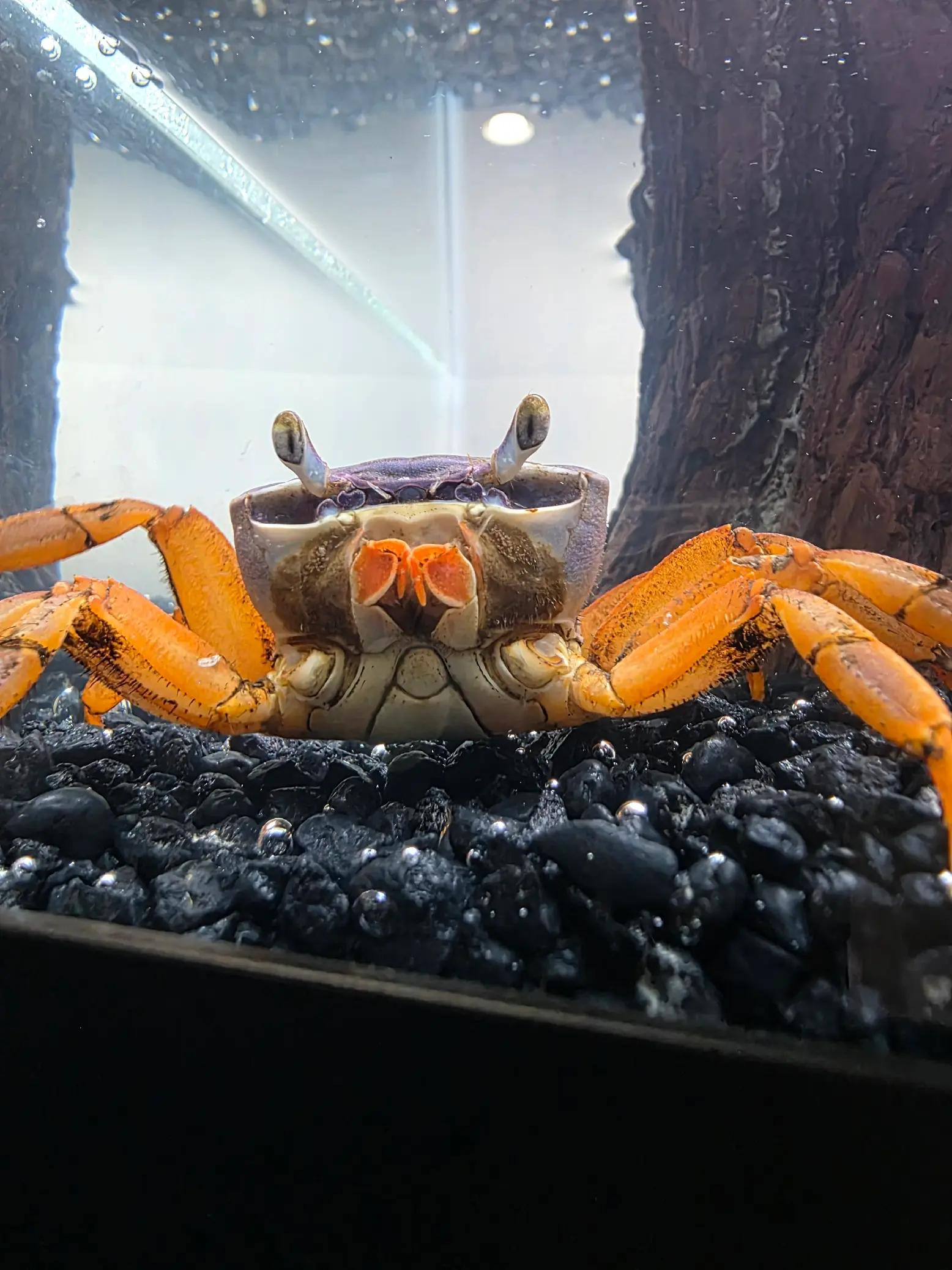 @Howie The Crab