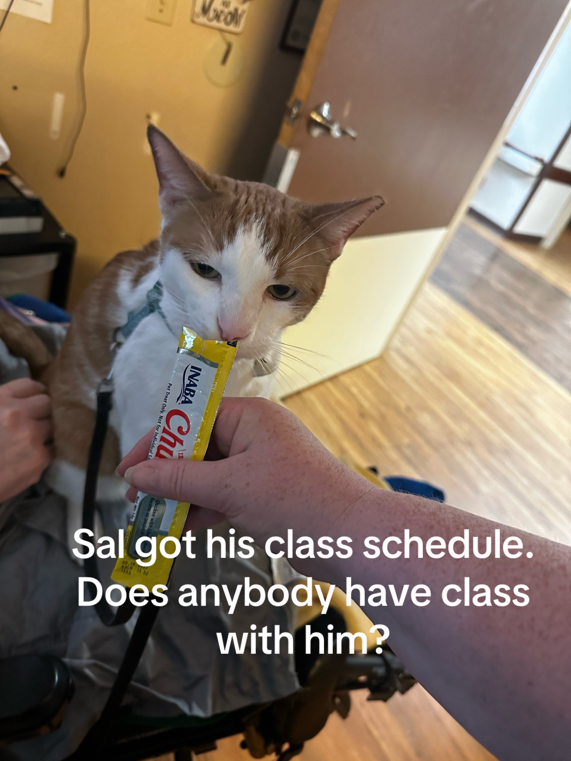 @Therapy Cat Roger & Family