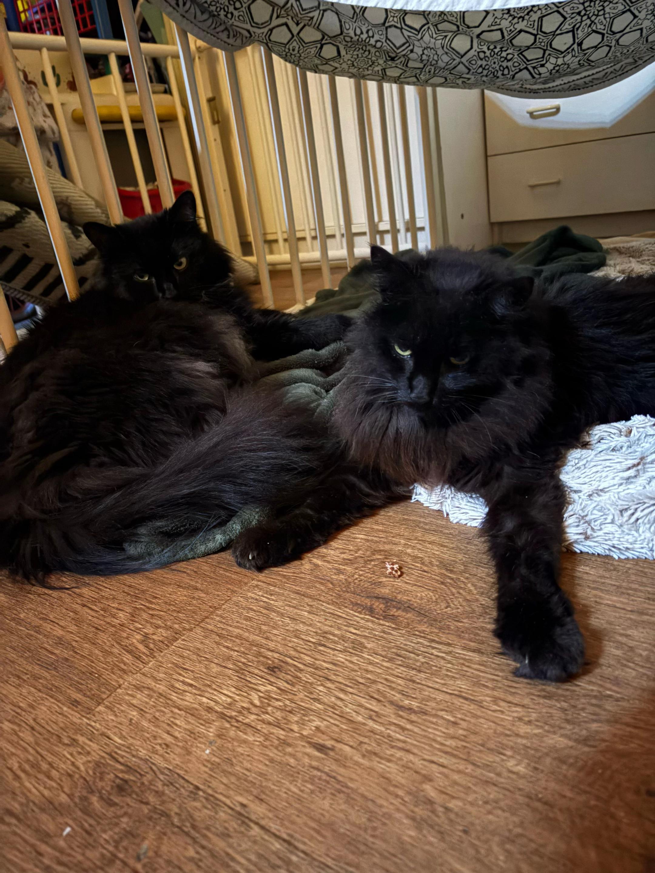 @Tao 🐈⬛ et Kiara 🐈⬛