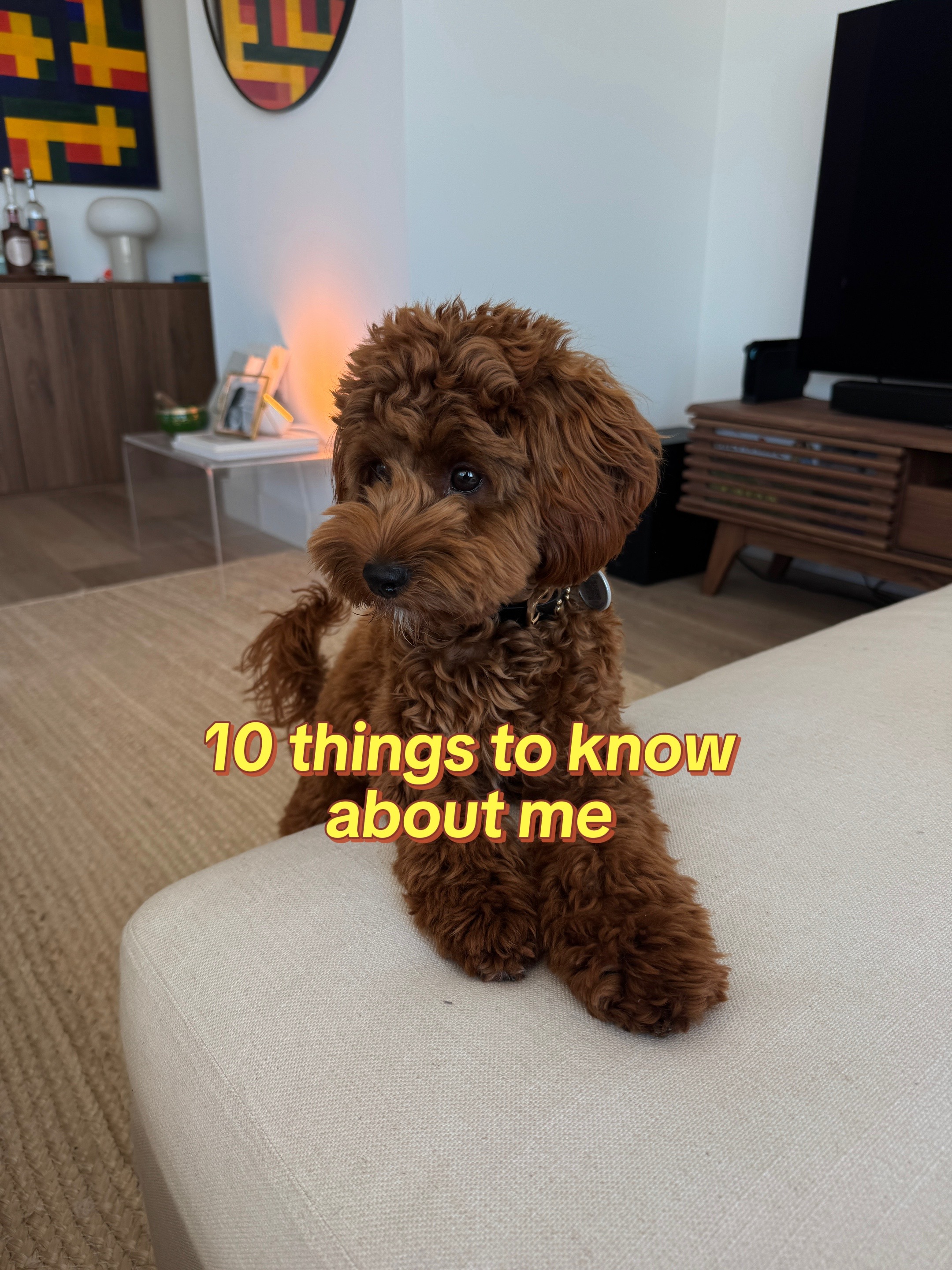@Lilo The Cockapoo