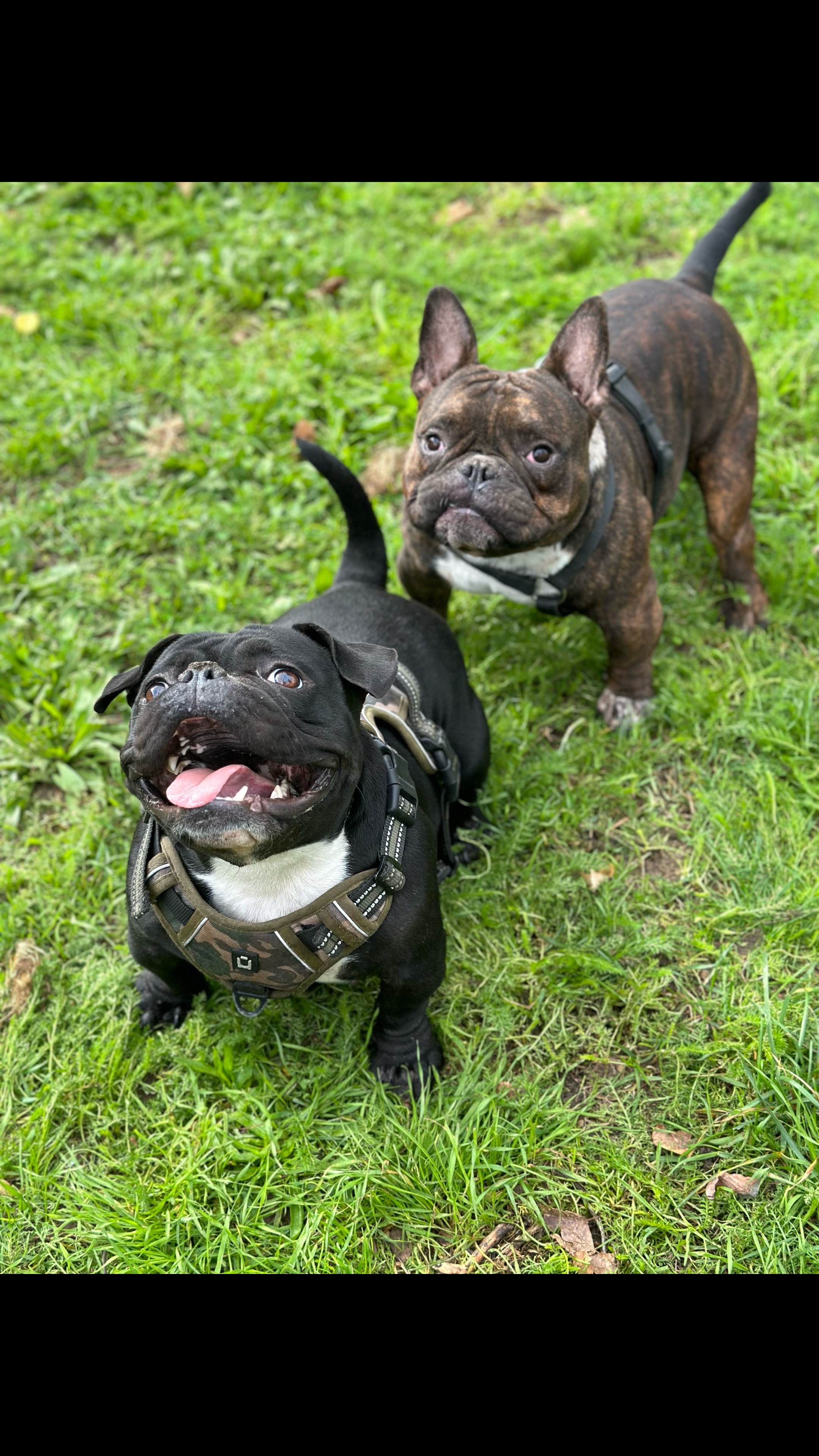 @mosthigh.bullycamp