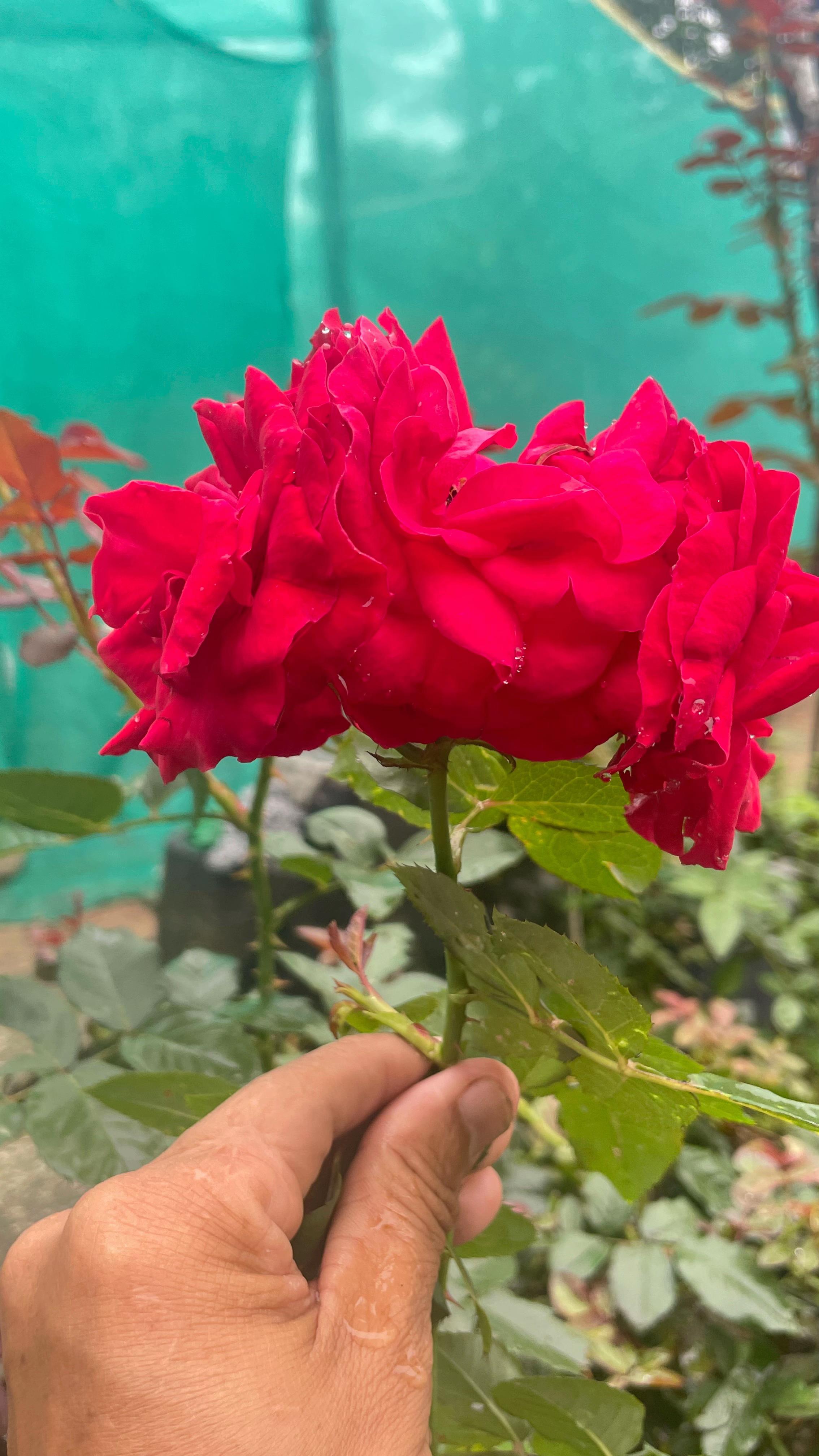 @नखावा कृषि(जय राई)