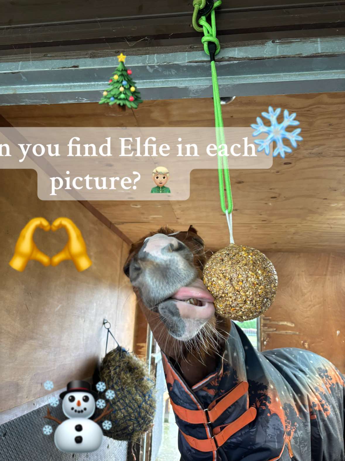 @Rookery Equine