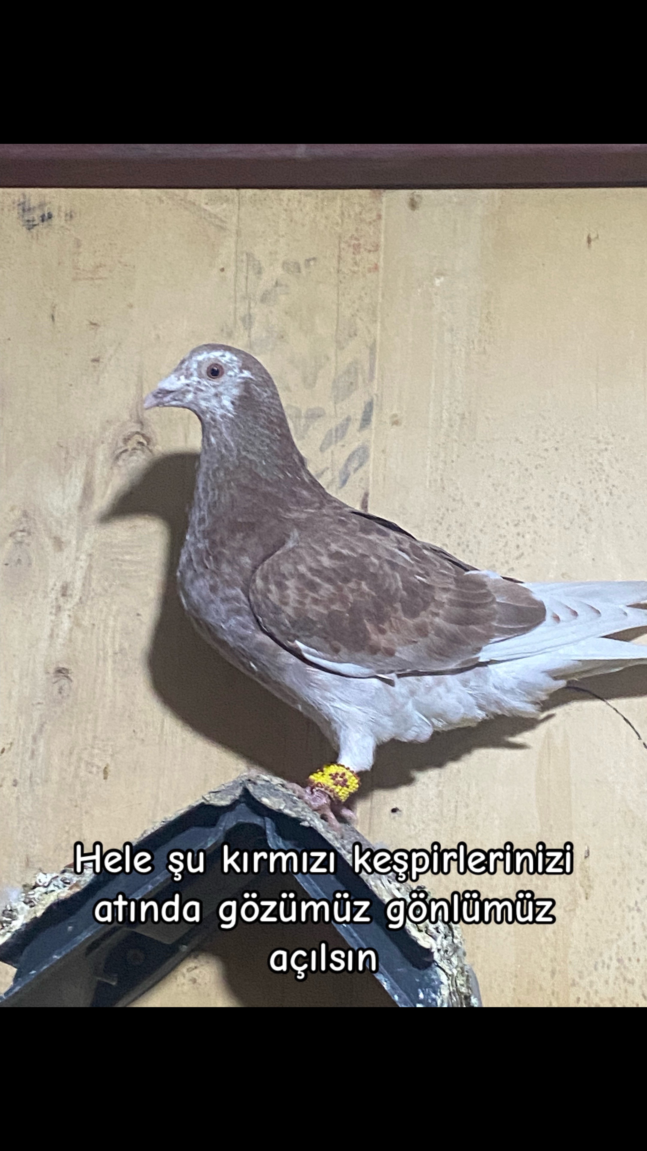@ANTEPLİ HALİL
