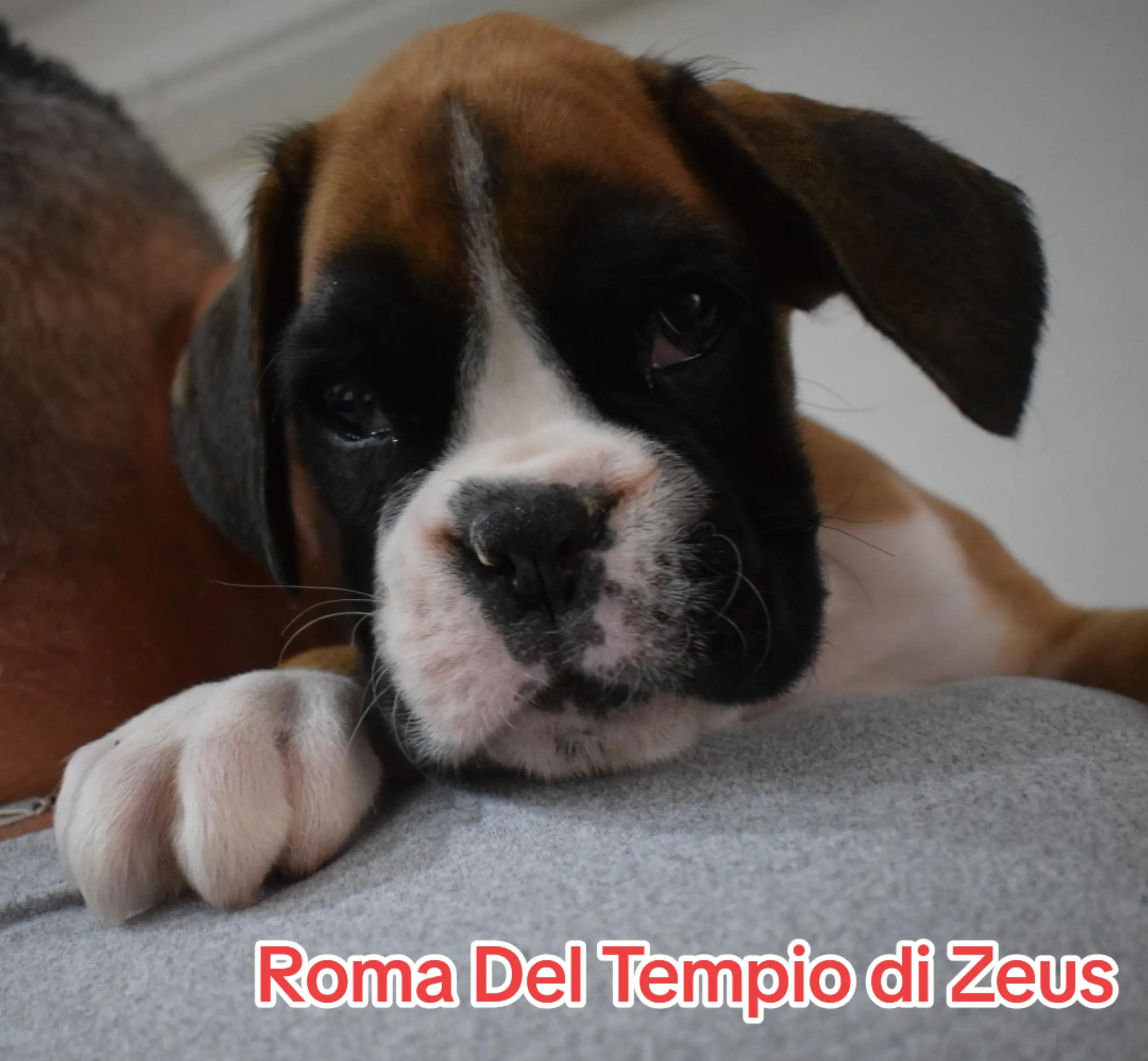 @Del Tempio di Zeus
