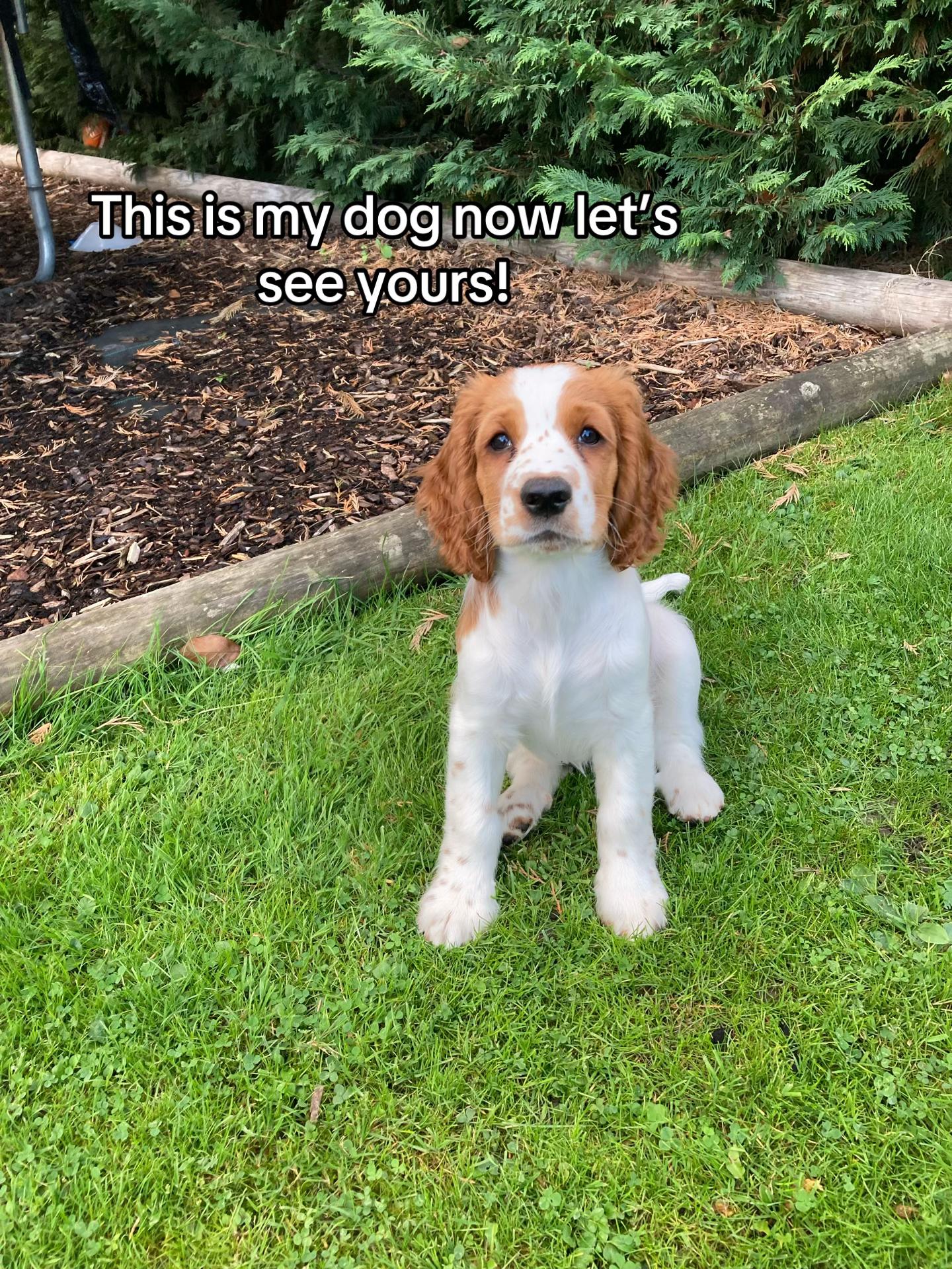 @nellie.the.welshie 🐾