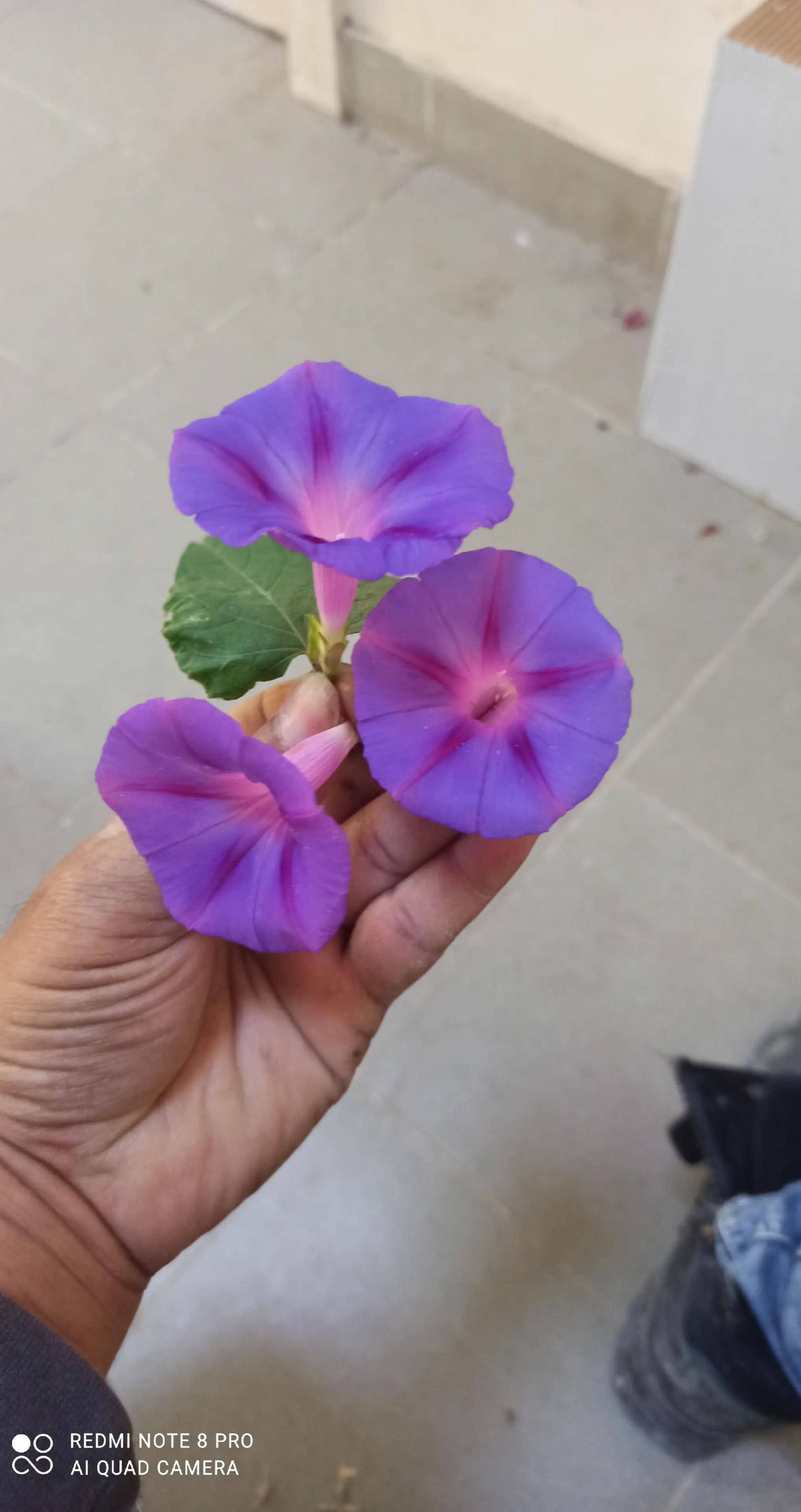 @Mizan Sikdar