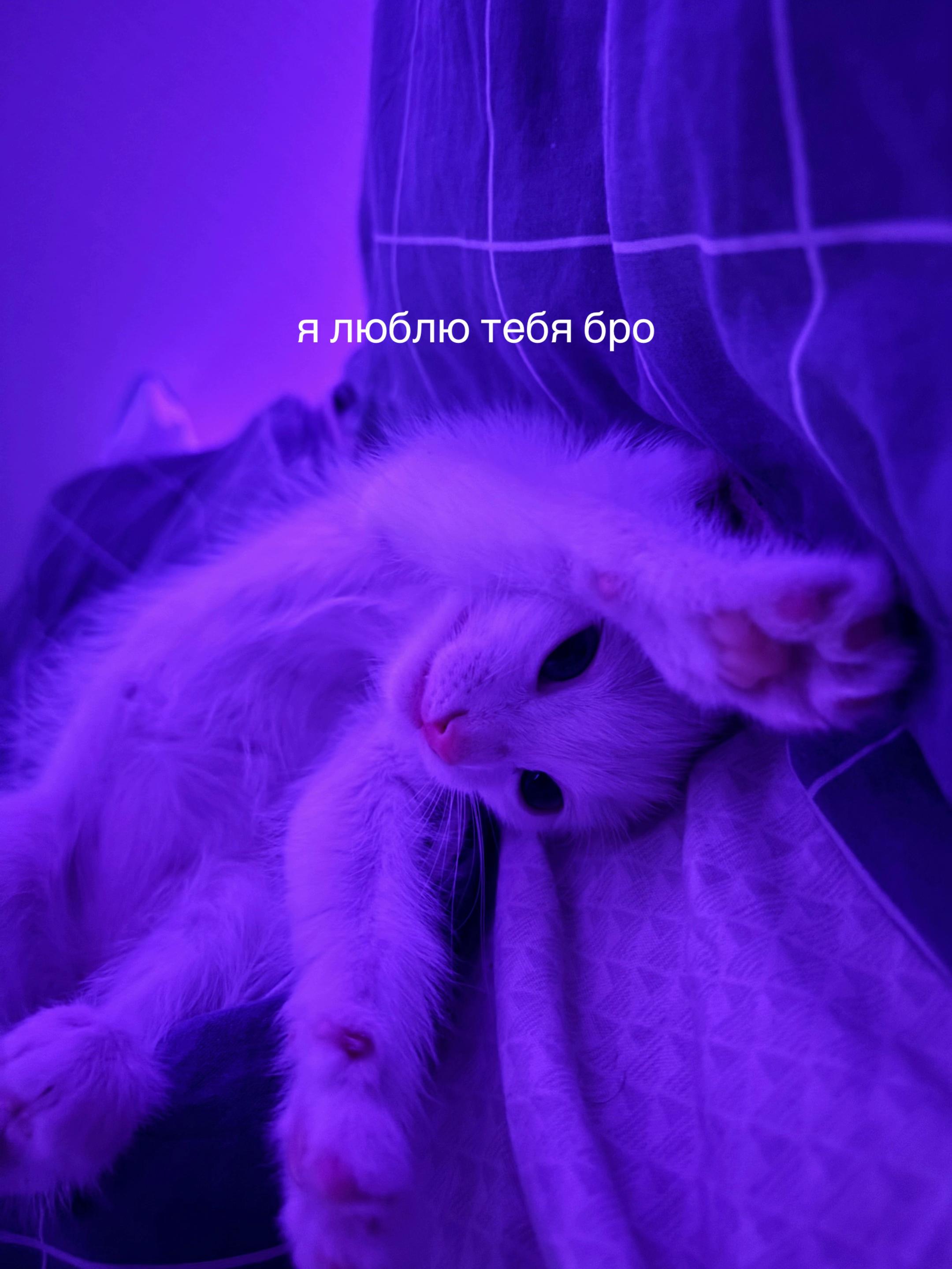 @тгк: квипчек
