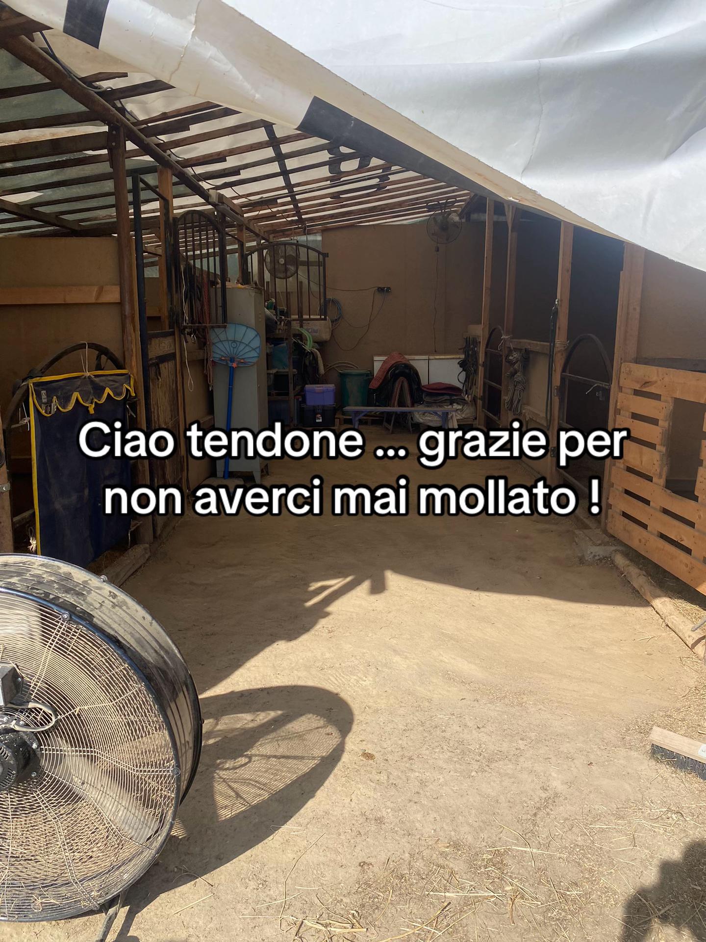 @Ponyclubilgattoelavolpe