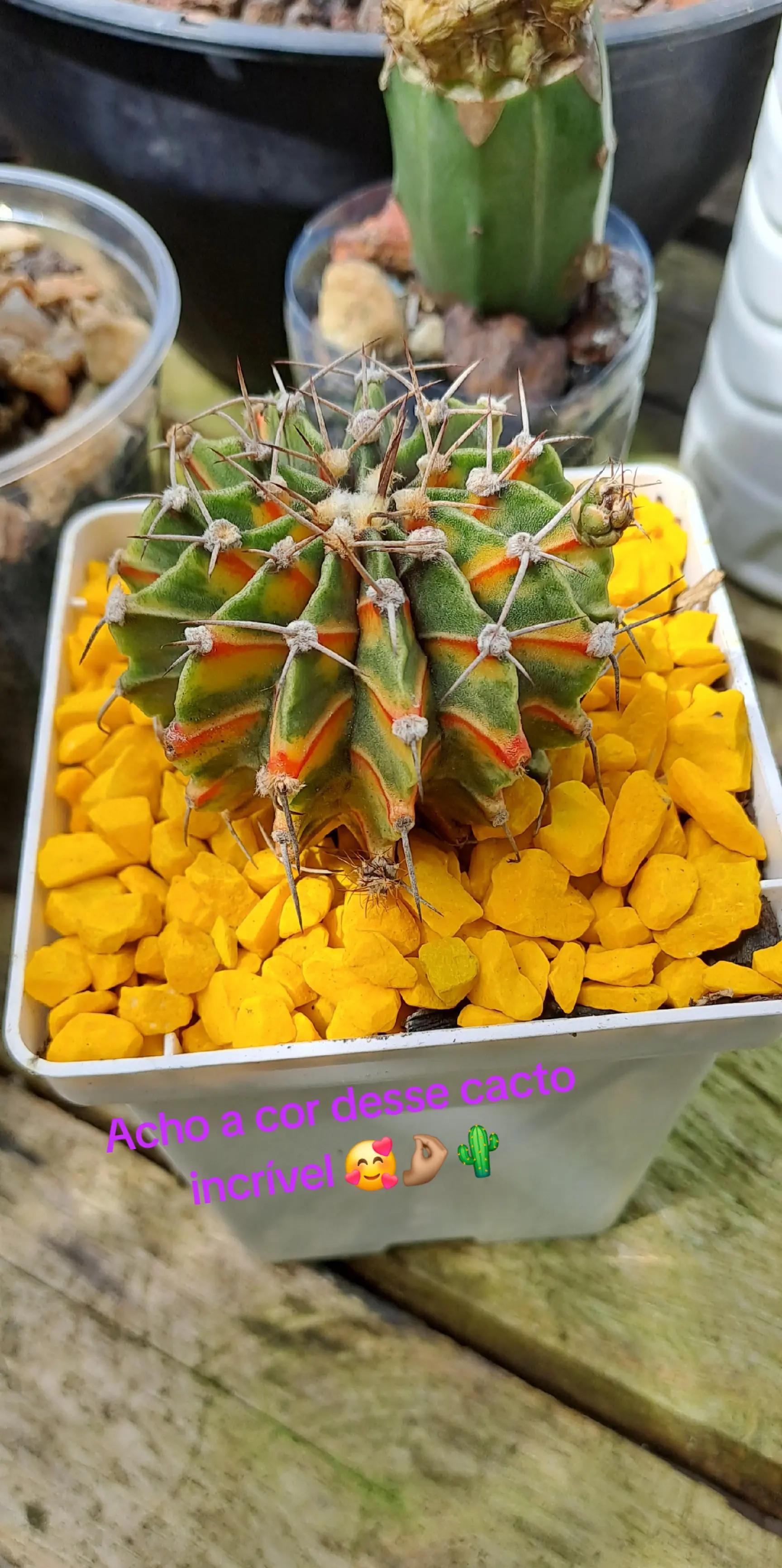 @Cactos & Poesia🌵🤍✍️🏽