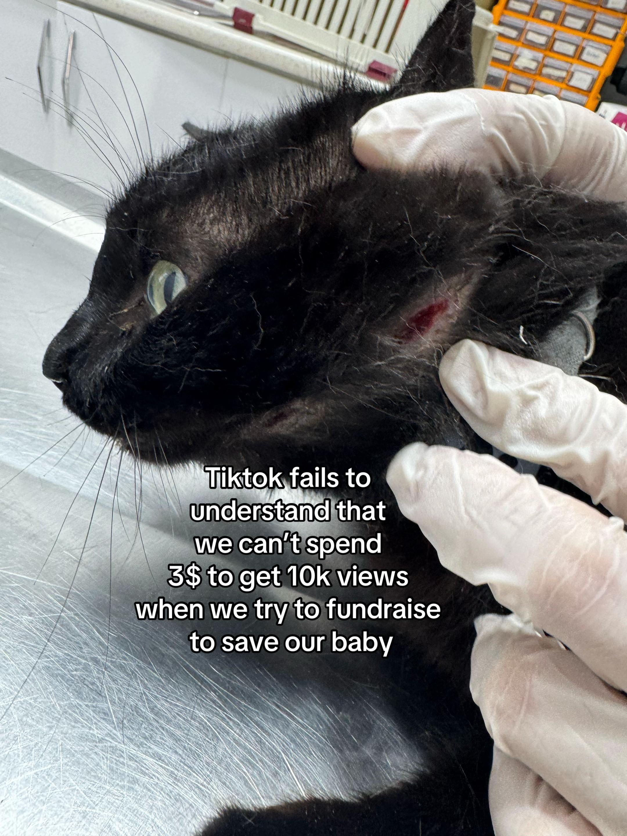 @AWF Cats