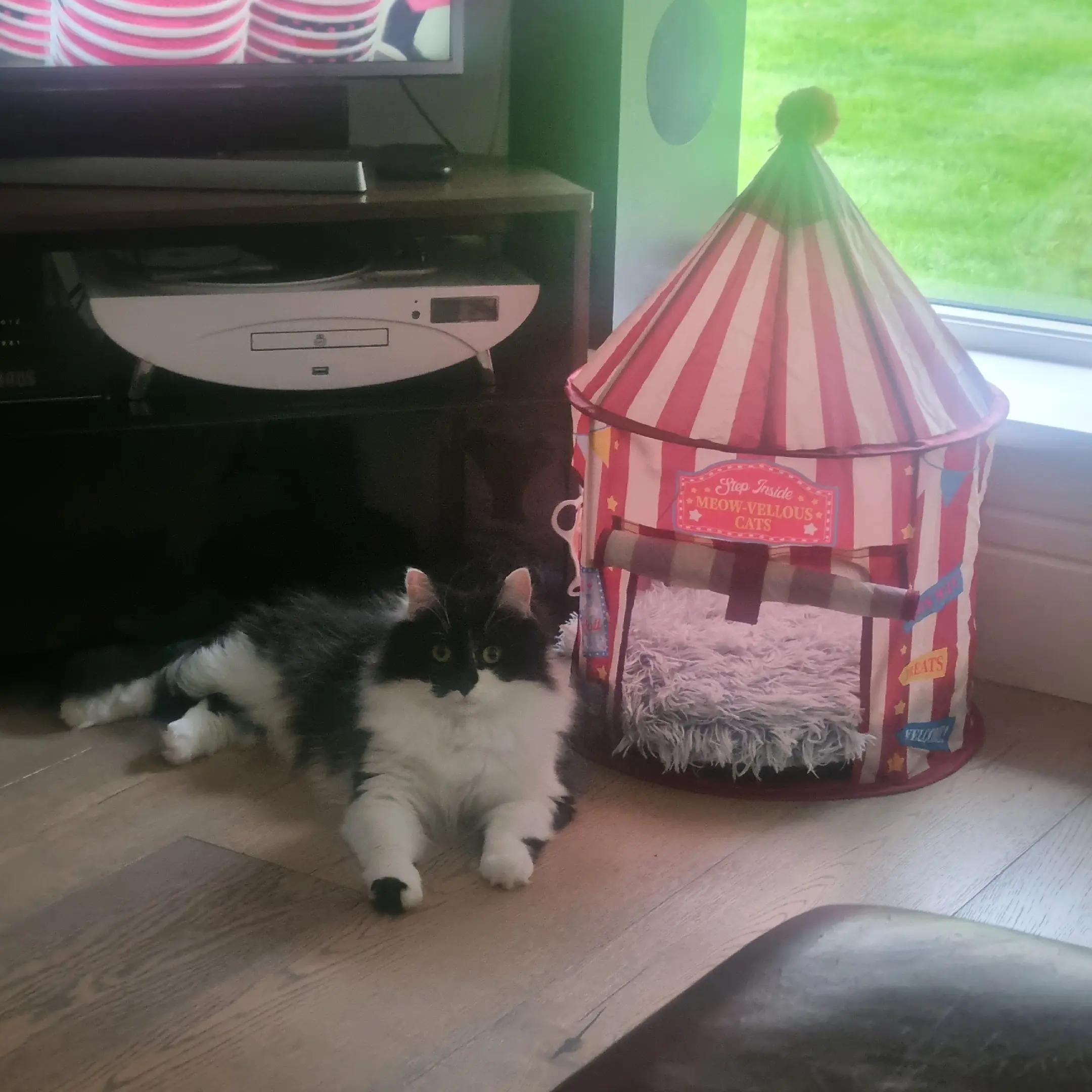 @2catlife