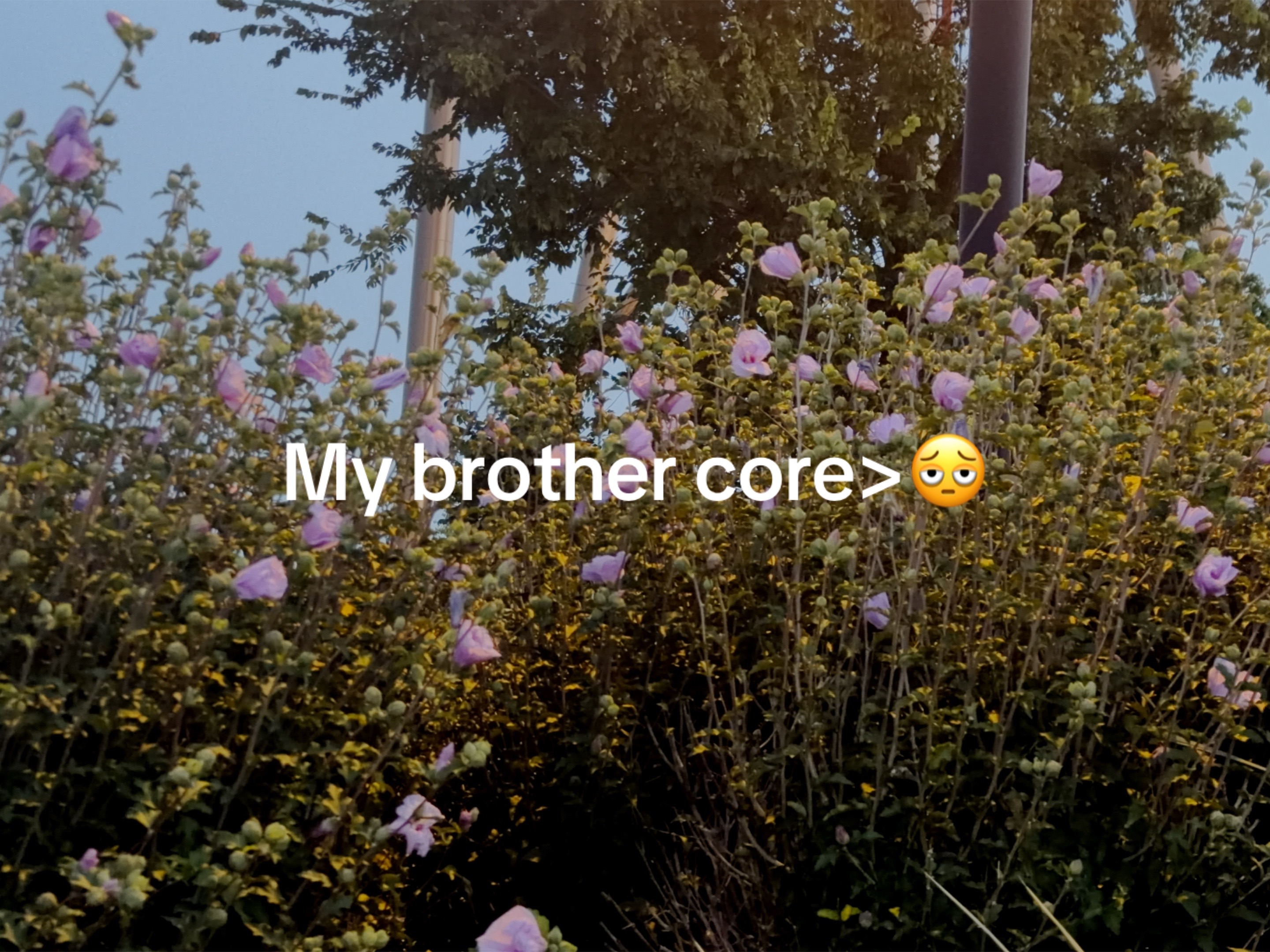 @ɞ•˙∘✮𝘫𝘶𝘯𝘬𝘰ོ✮˚•∘˚ɞ