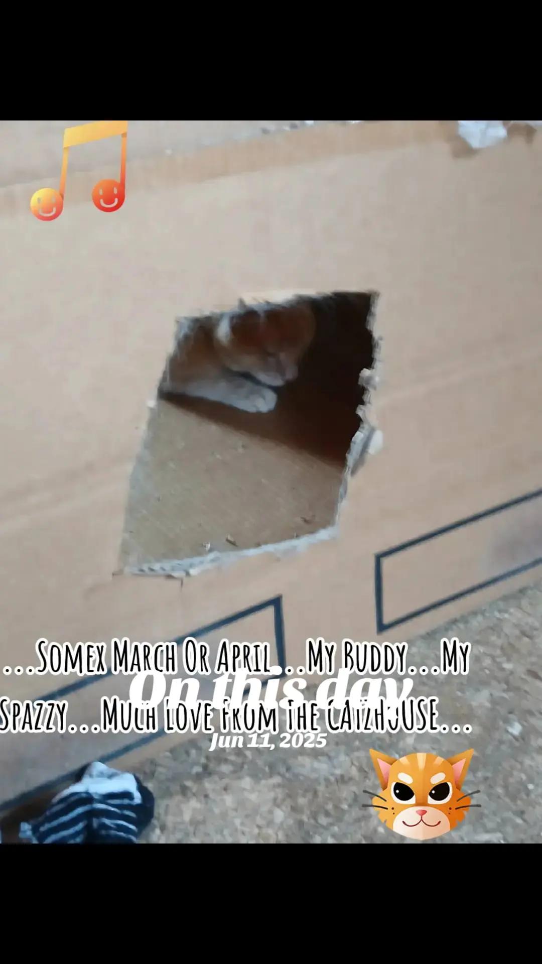 @Booh Hovey crazycatlady3