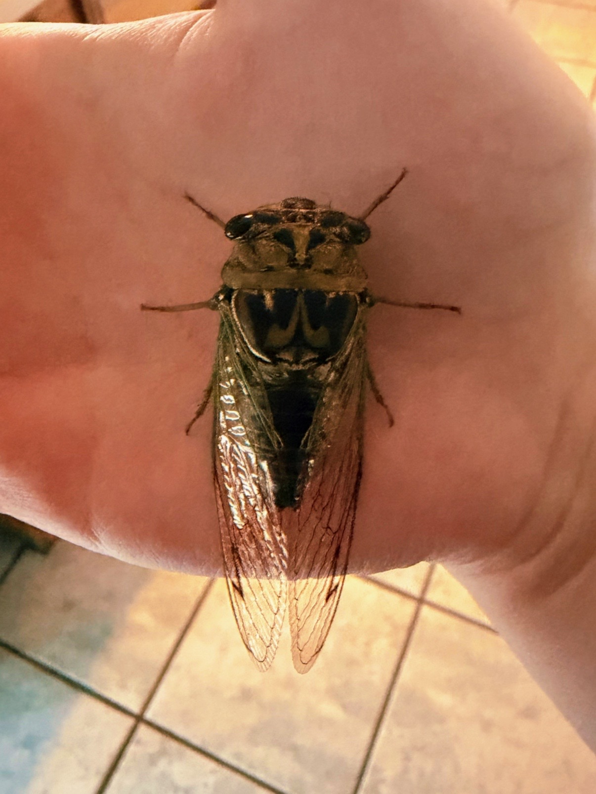 @Cicada husk keeper