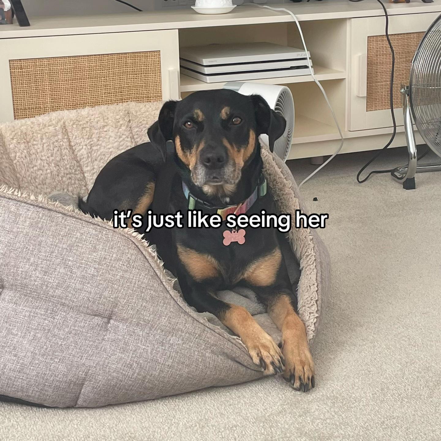 @evie