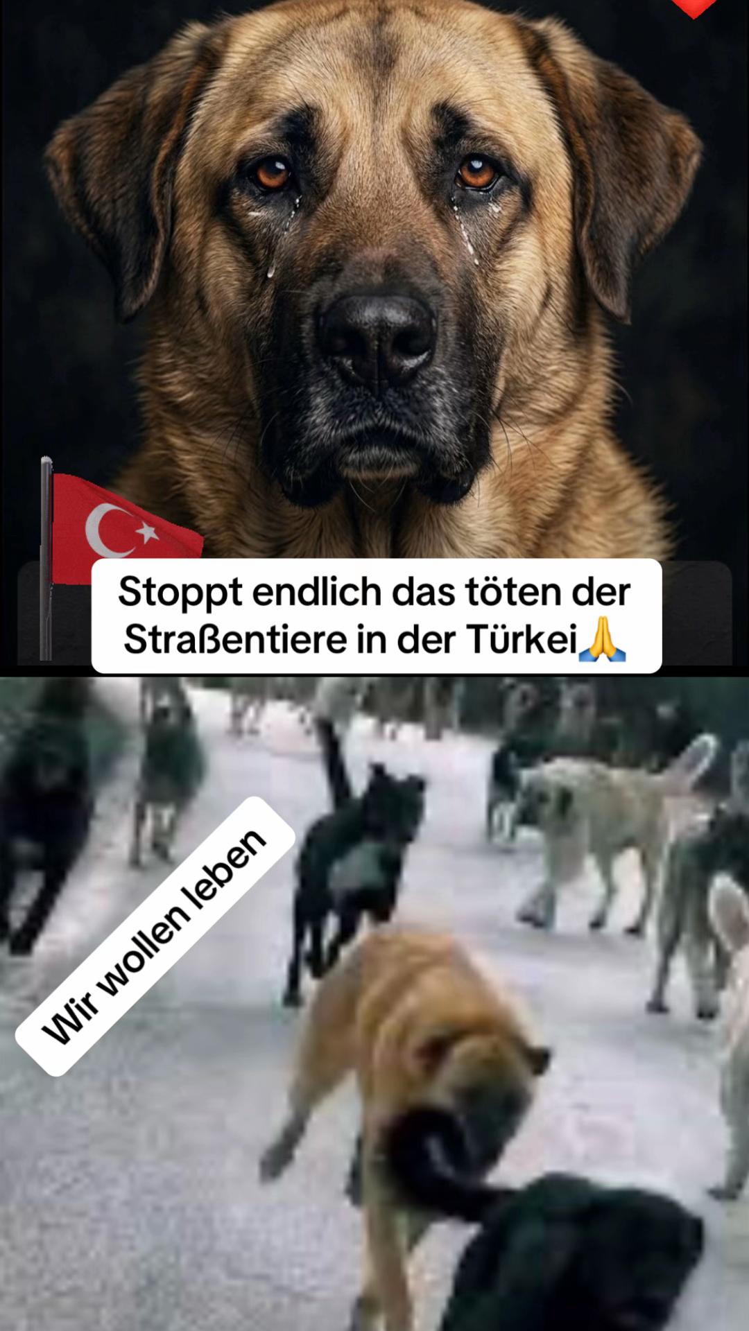 @Lua Team🐈🐕🦺Löwenherz❤️🦁