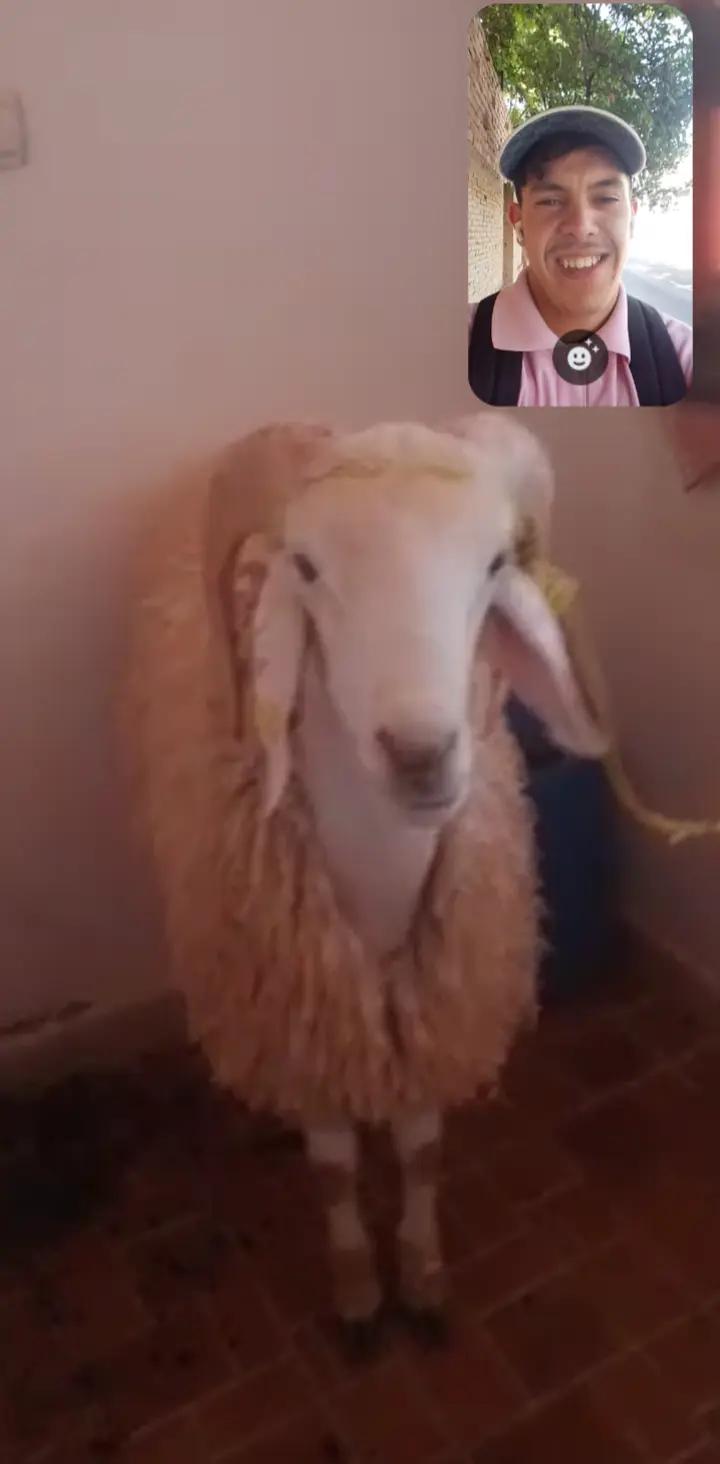 @عزدينـہ 🇪🇸🦅