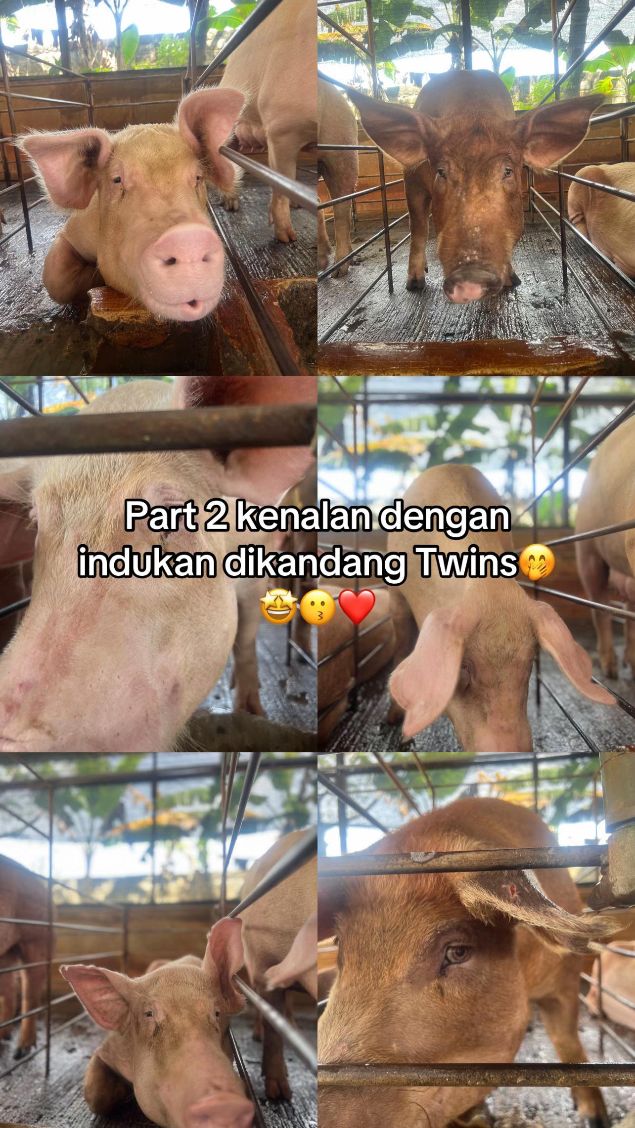 @Twinspiggyfarm01