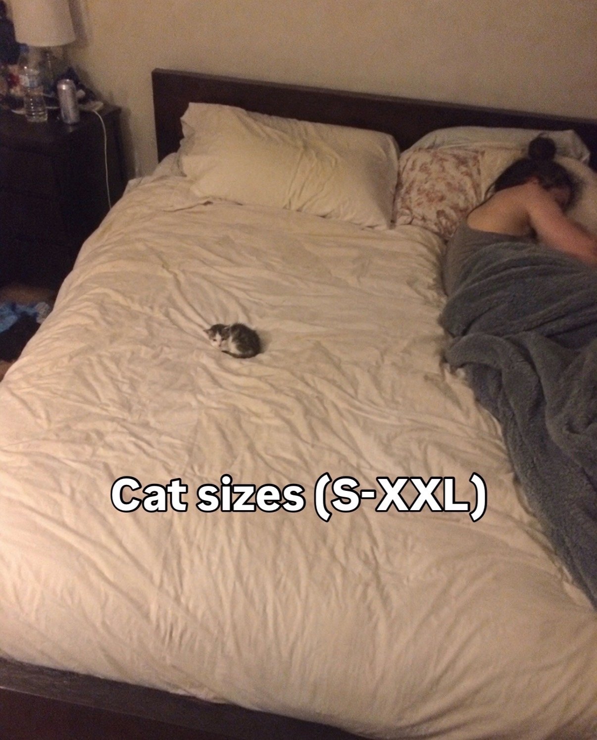 @cat memes