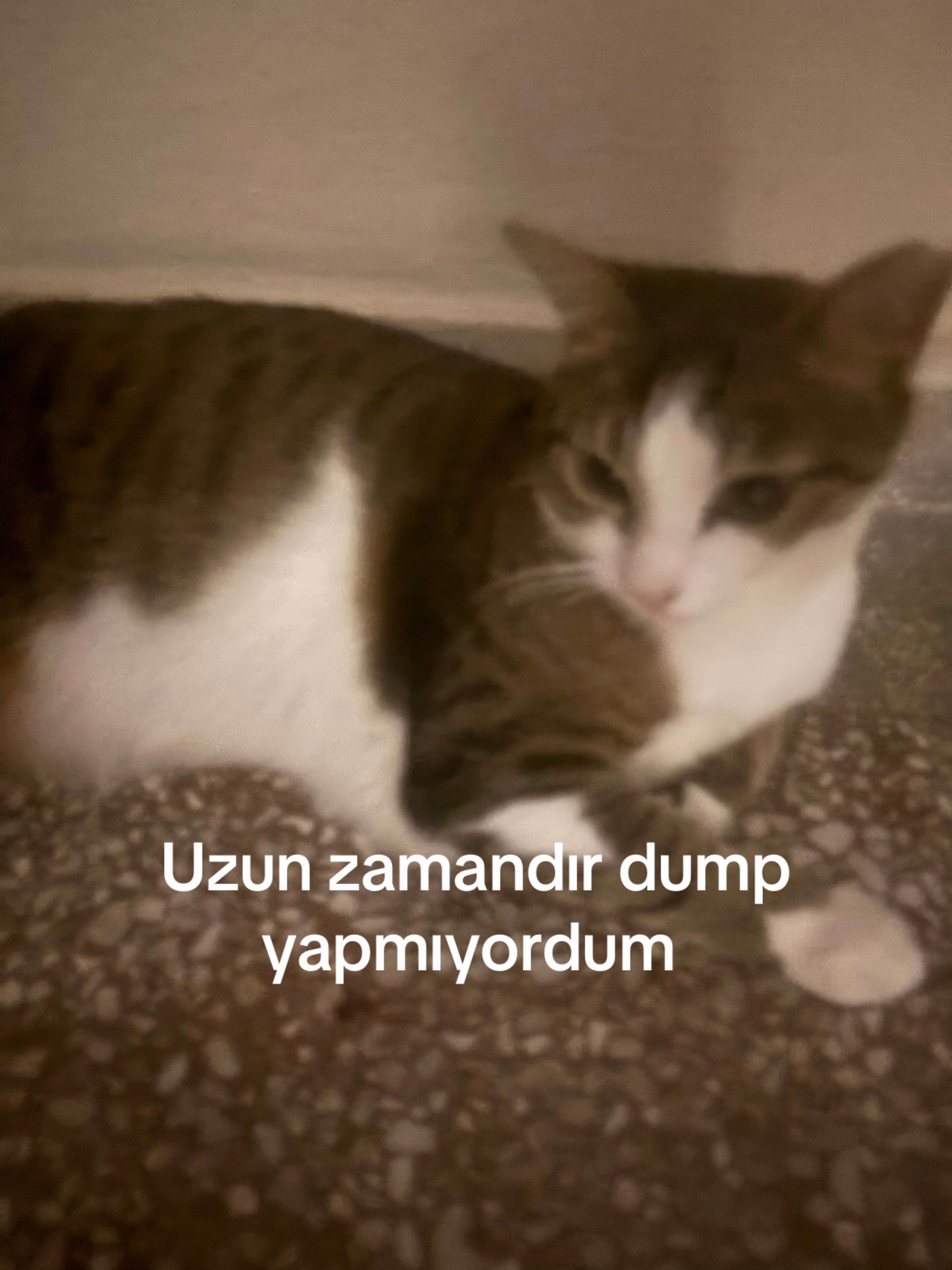 @Lokum