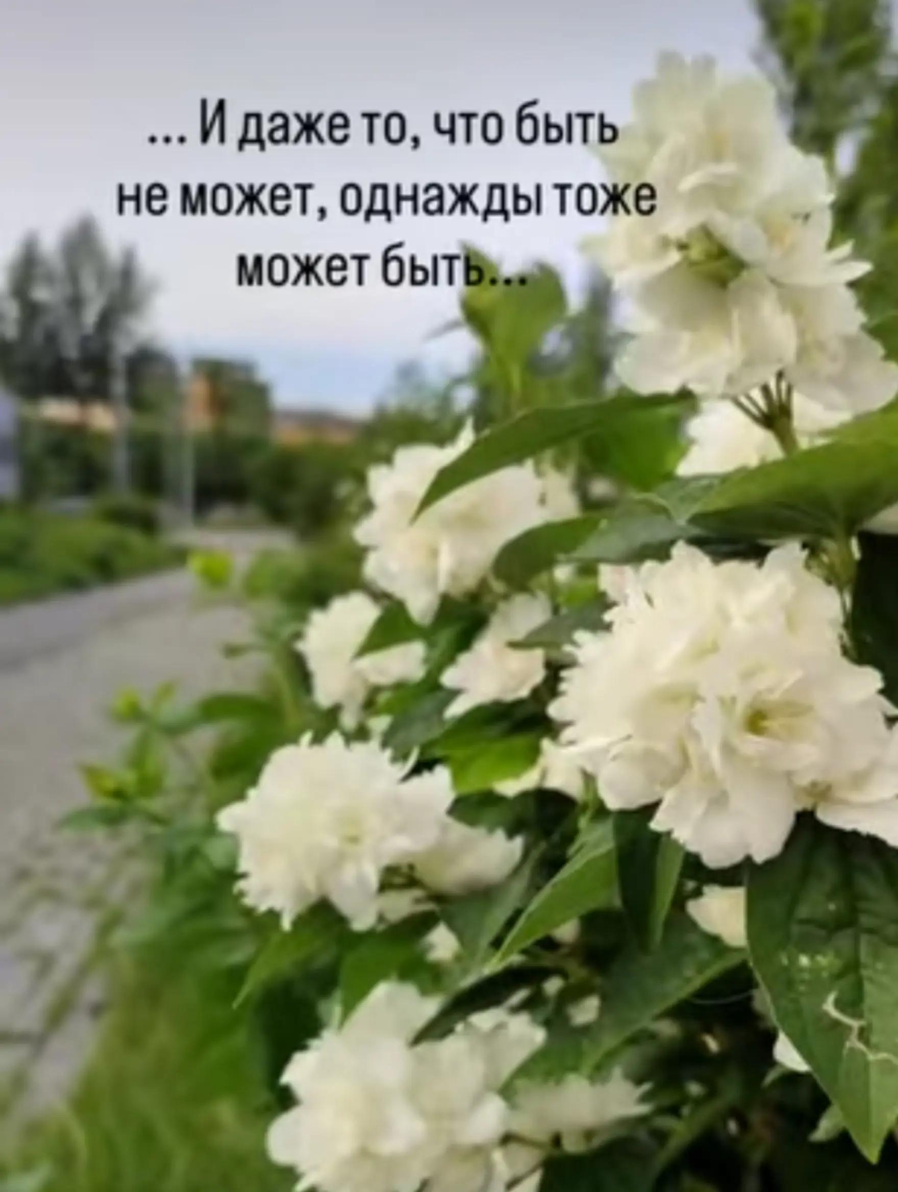 @Данута