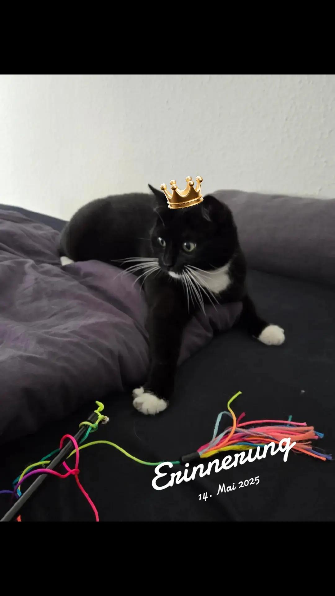 @👑😼Malia Die Königin😼👑