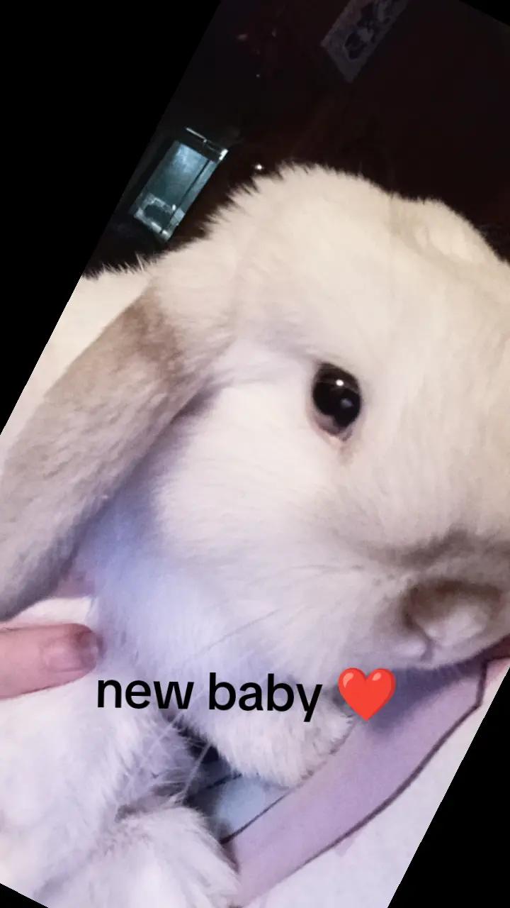 @Mitsuri