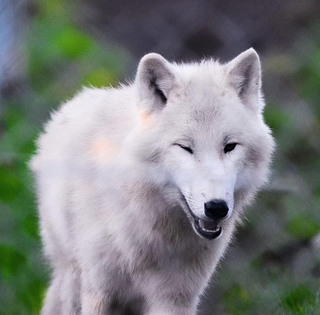 @Ellie’s Wolf Travel 🐺
