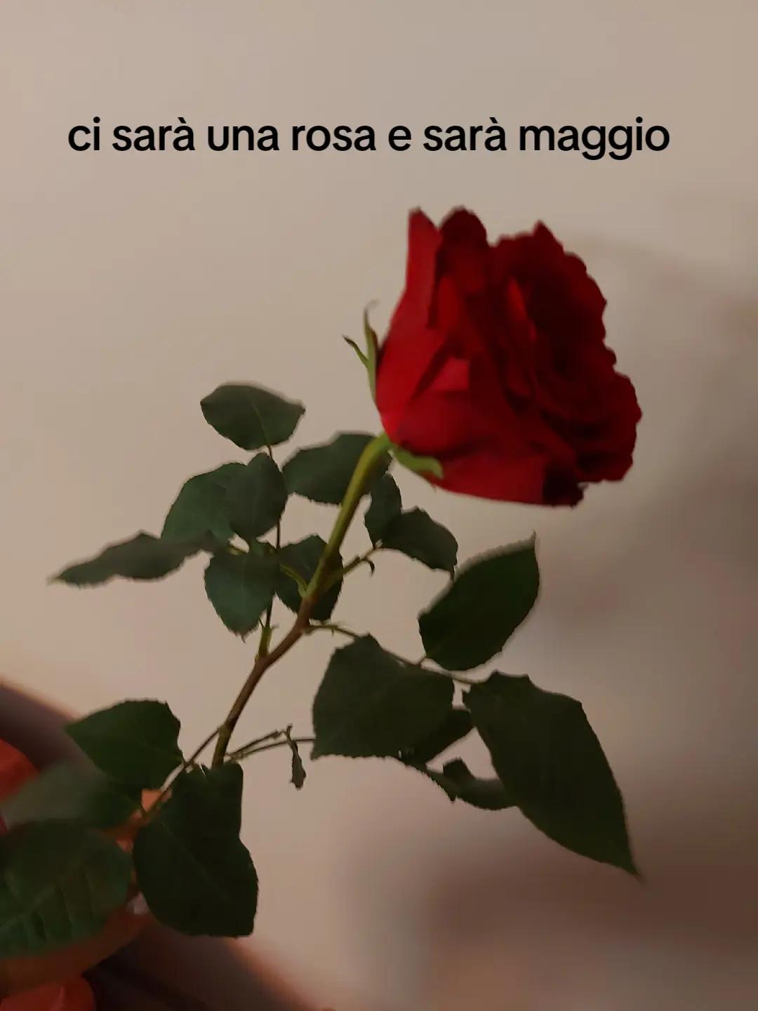 @𝓖𝓲𝓾𝓵𝓲𝓪🍃