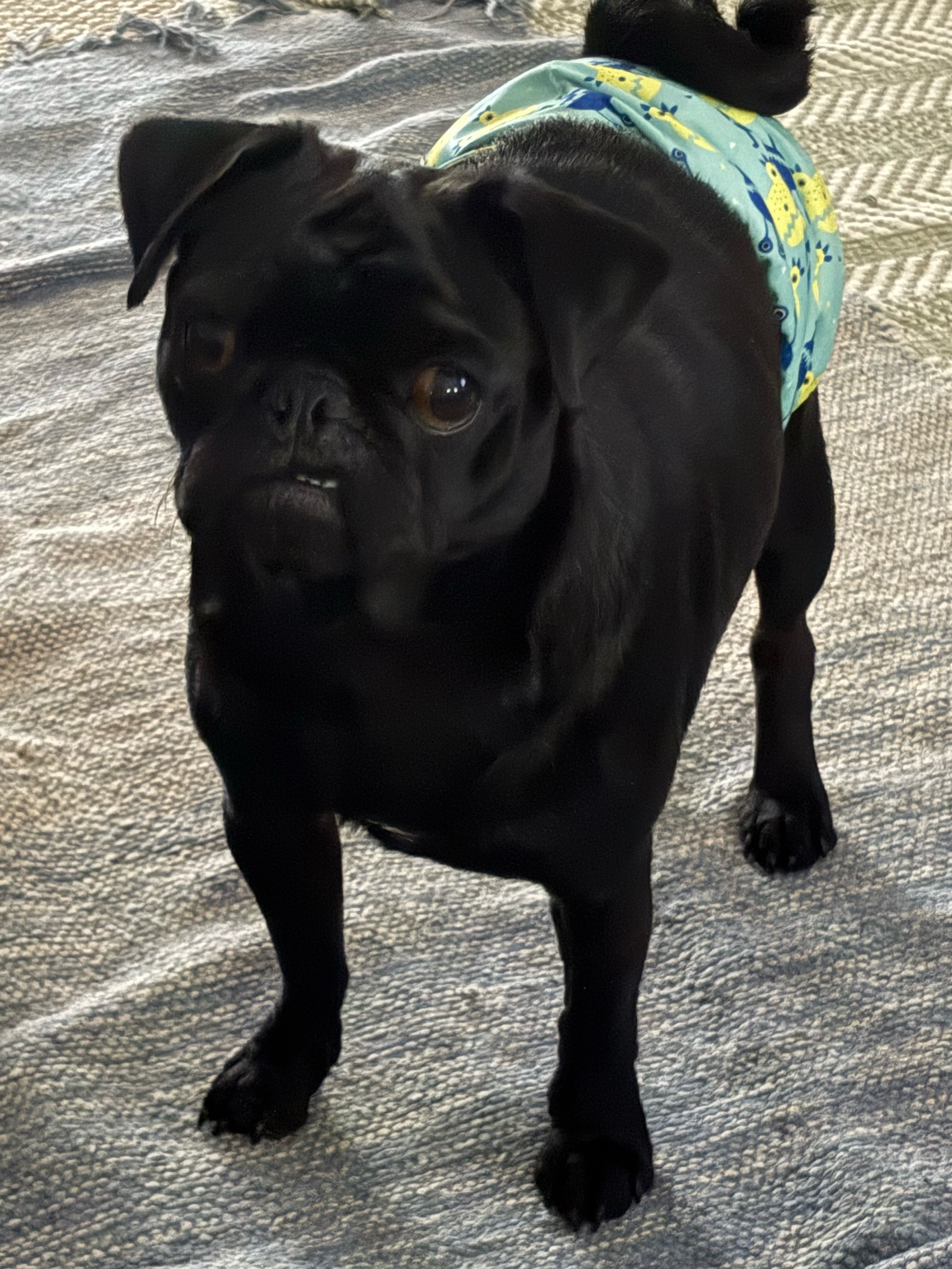 @ThreeCrustyPugs