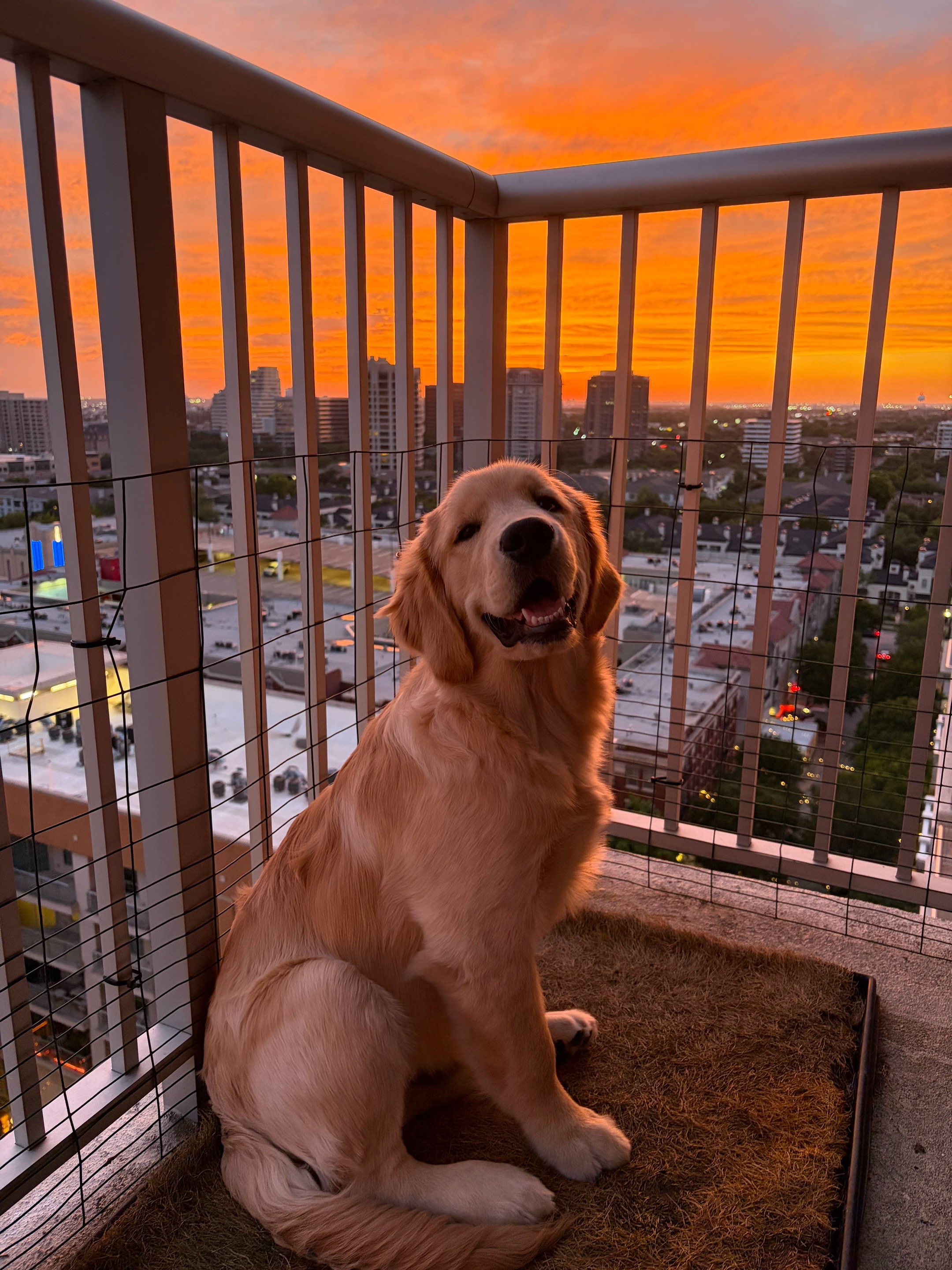 @Luca the Golden